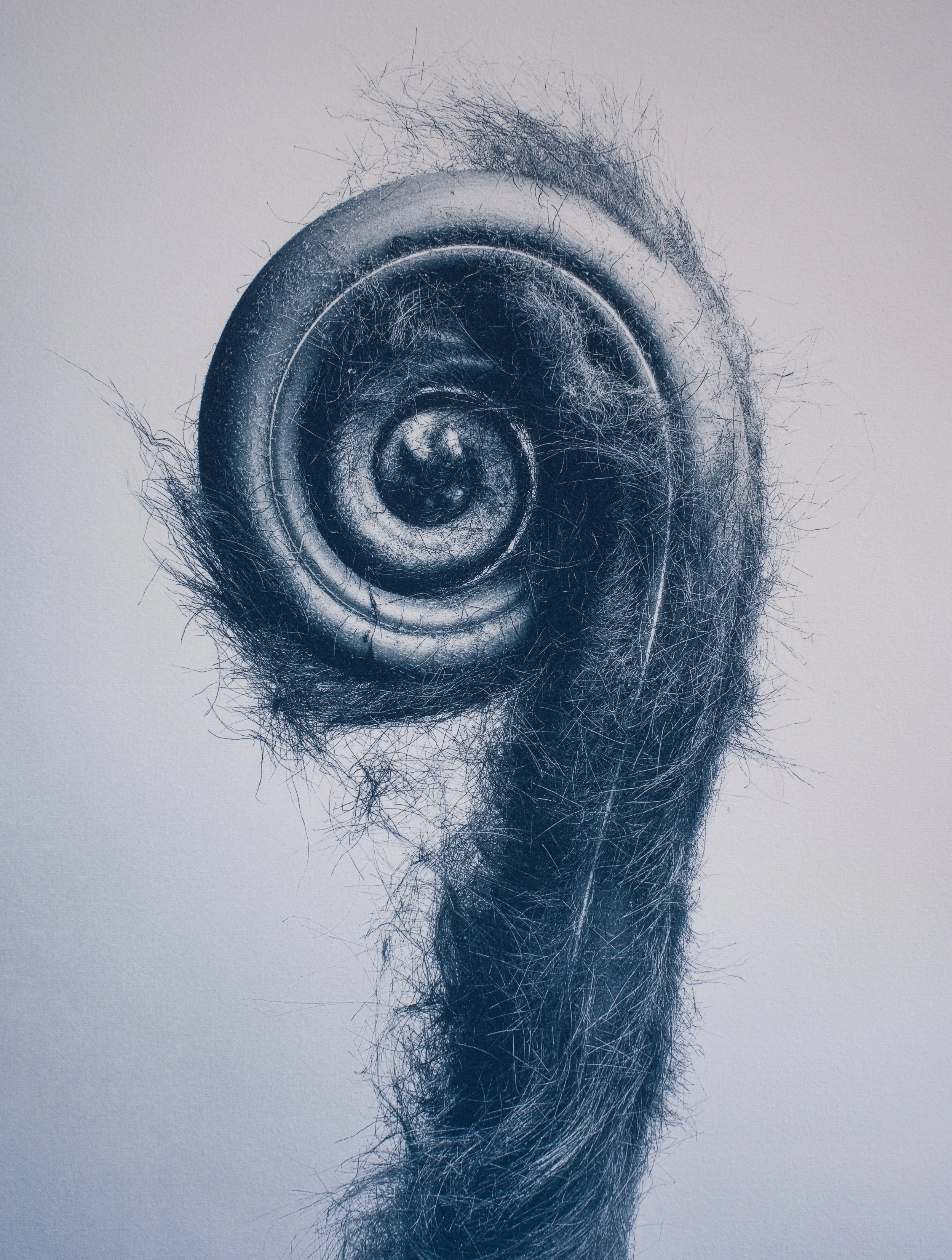 (C) JAN C SCHLEGEL - UNFURLING - 8.jpg