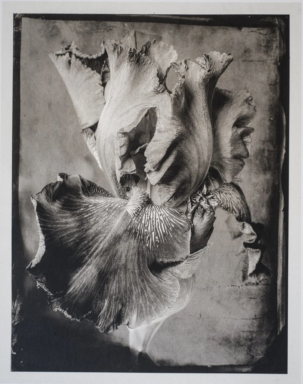 Jan C Schlegel - Herbarium -15 Large.jpeg