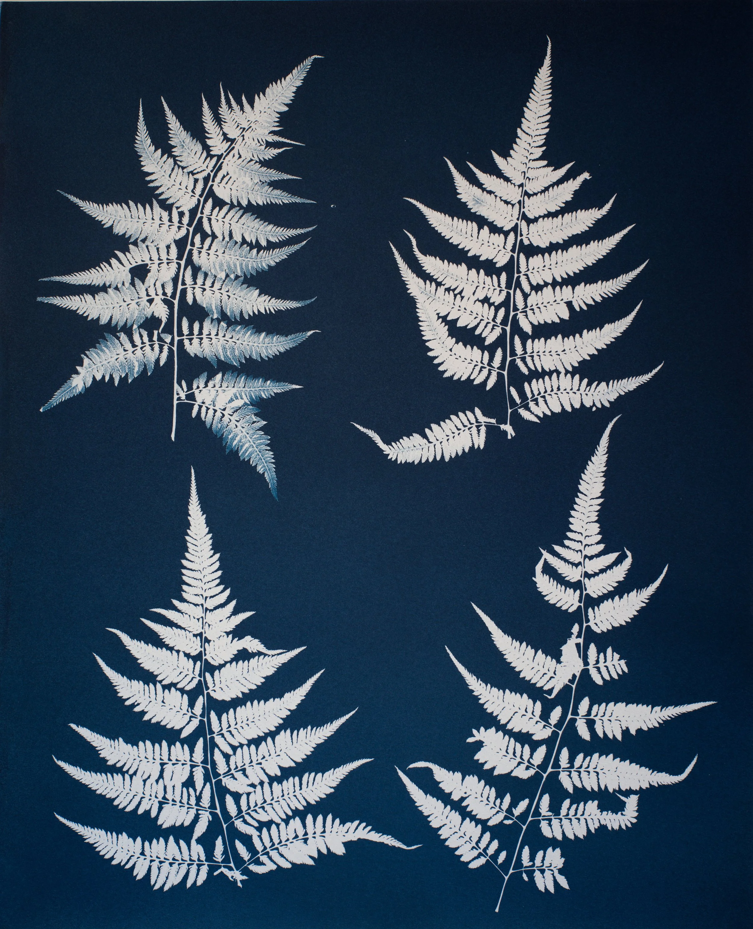 (C) JAN C SCHLEGEL - UNFURLING - 2.jpg