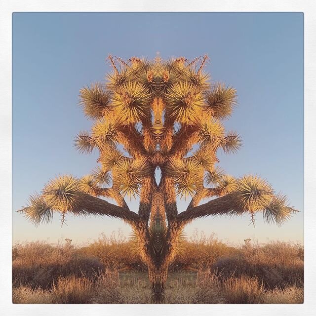 #joshuatree #trippy #desert #arizona #symmetryphotography #route66 #roadtrip