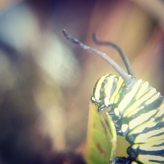 #wonderland #backyardgarden #macrophotography #caterpilar #monarchbutterfly #bicycleday