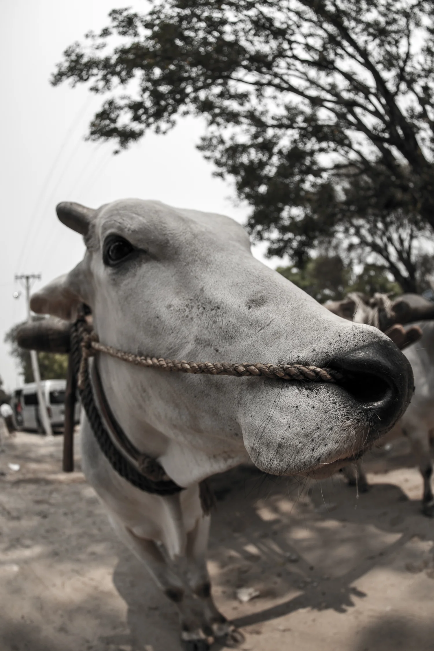 20140413-IMG_9634 copycows.jpg