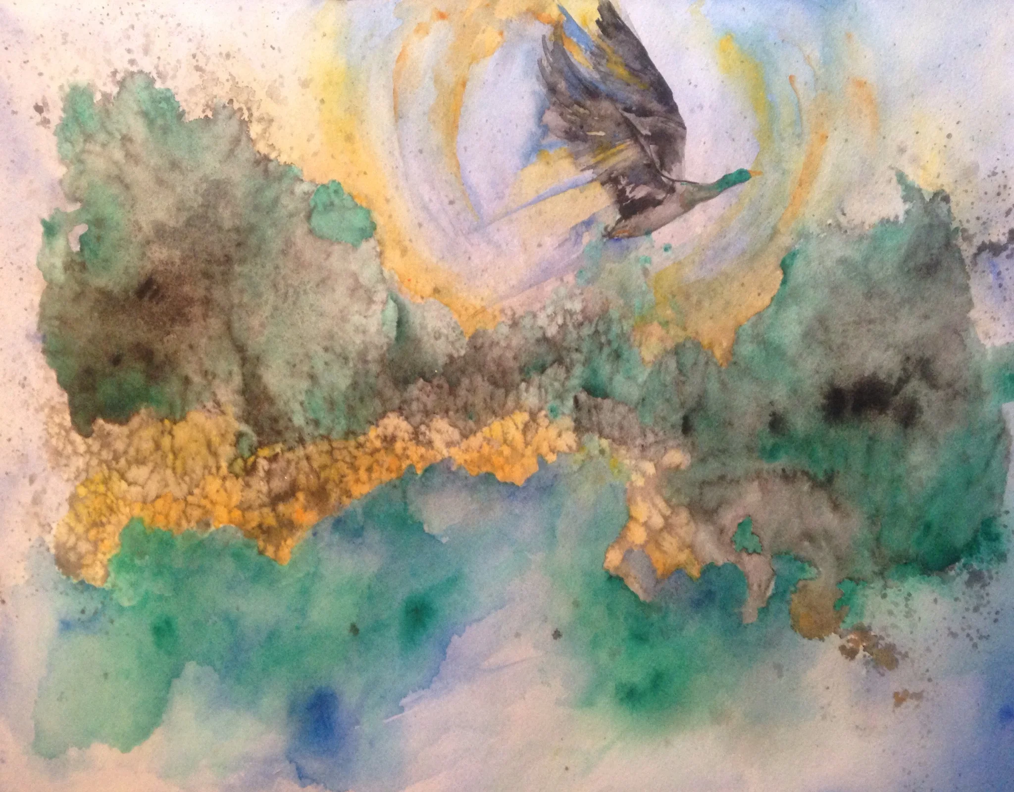 Mallard in Flight Above the Trinity River Basin