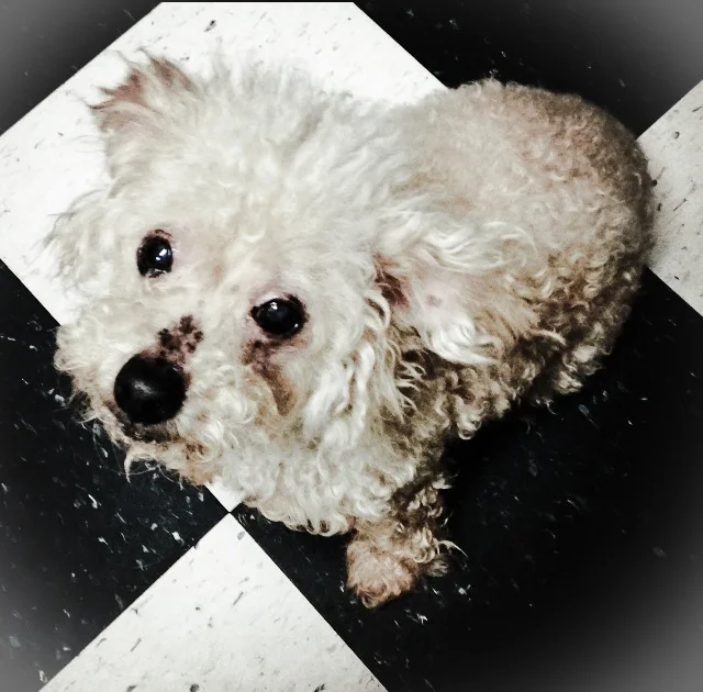 Since I opened Mpulse Studio, my 13 year old poodle, Charlotte, has been a guiding inspiration in my work. She lounges around my studio, keeping me focused for hours on end as I develop and hand build each and every piece of jewelry. Her sweet face and loving demeanor represent an undeniable whimsical sophistication...