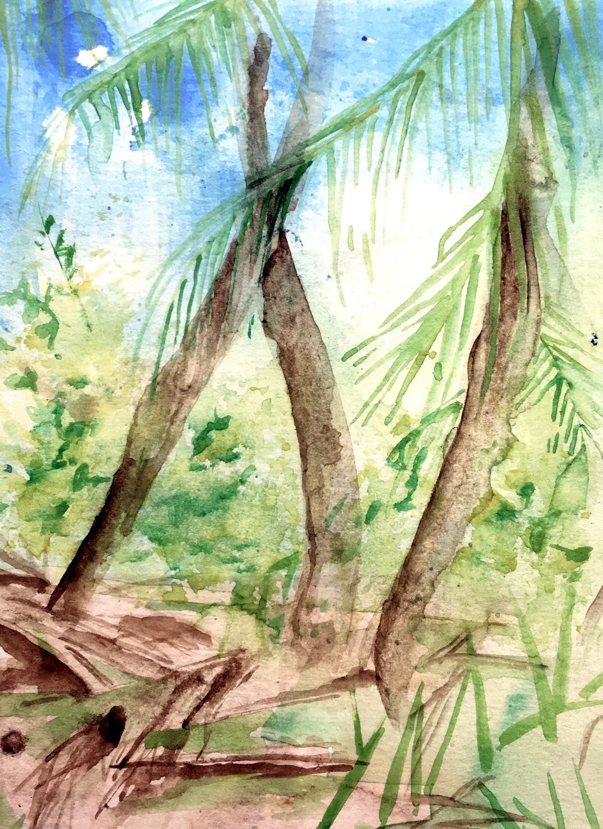 Jungle of Shallow Graves