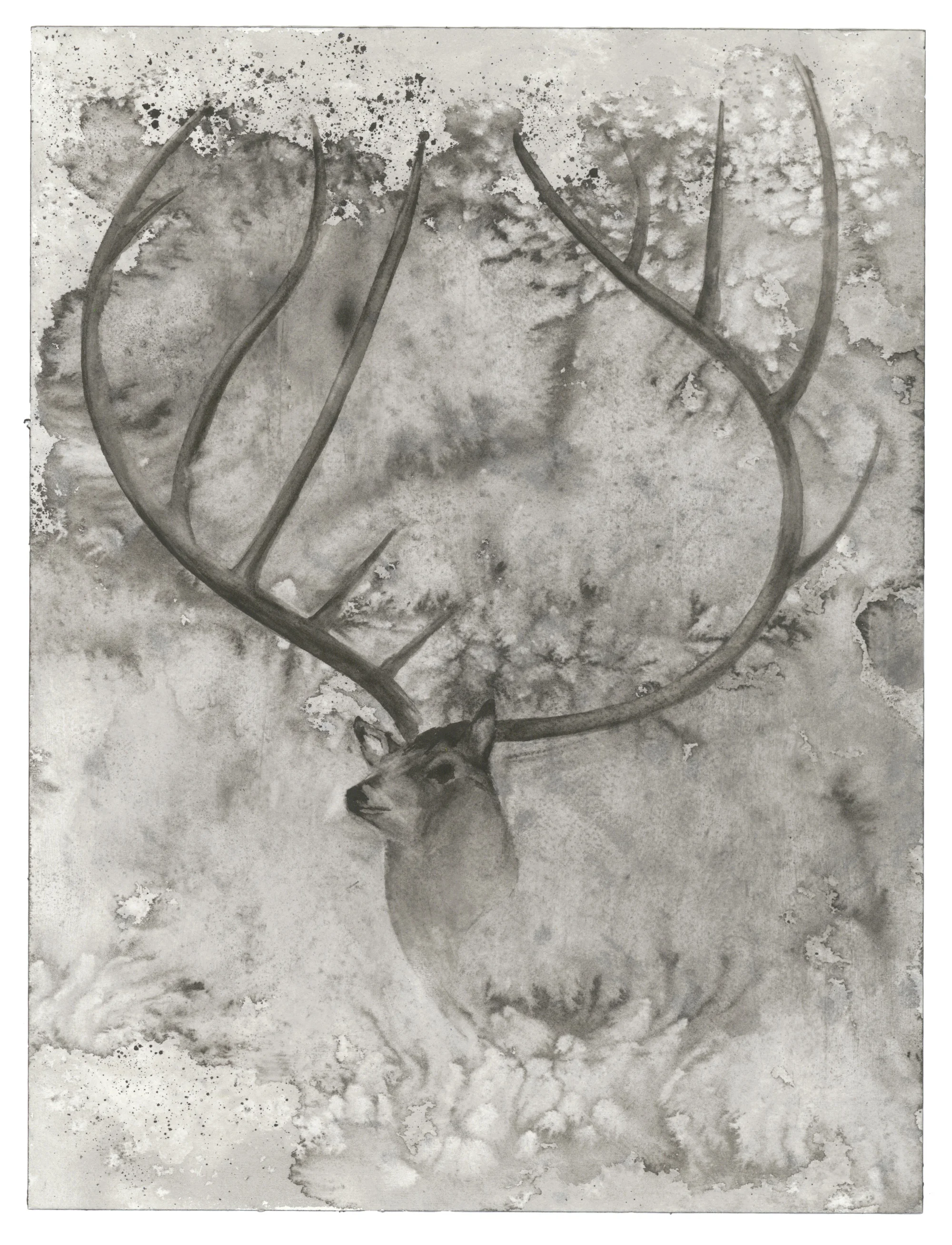 Eleven Point Buck