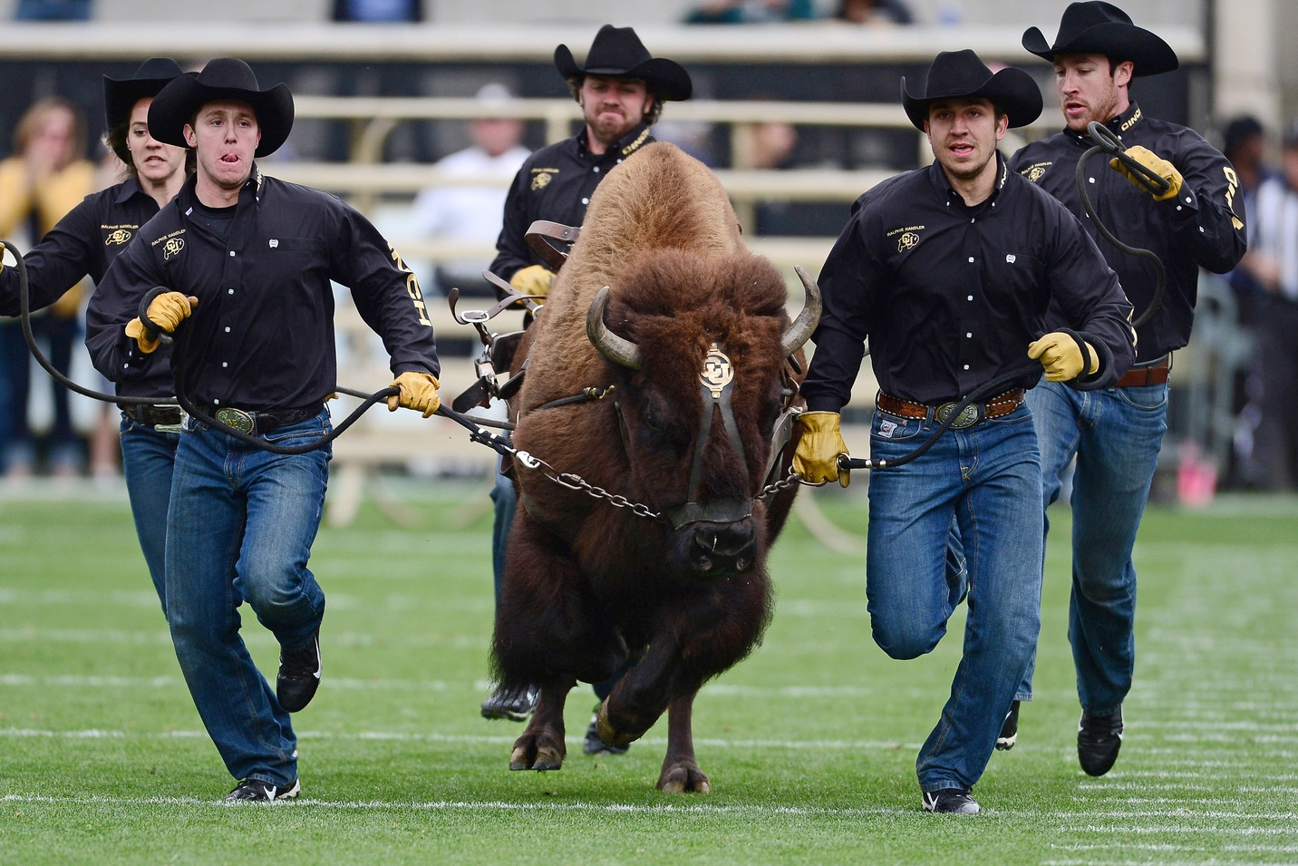 You ever think they have to do that buffalo run extra quick because otherwise the big beast was gonna take a dump on the field? I wonder about these things. I really do.