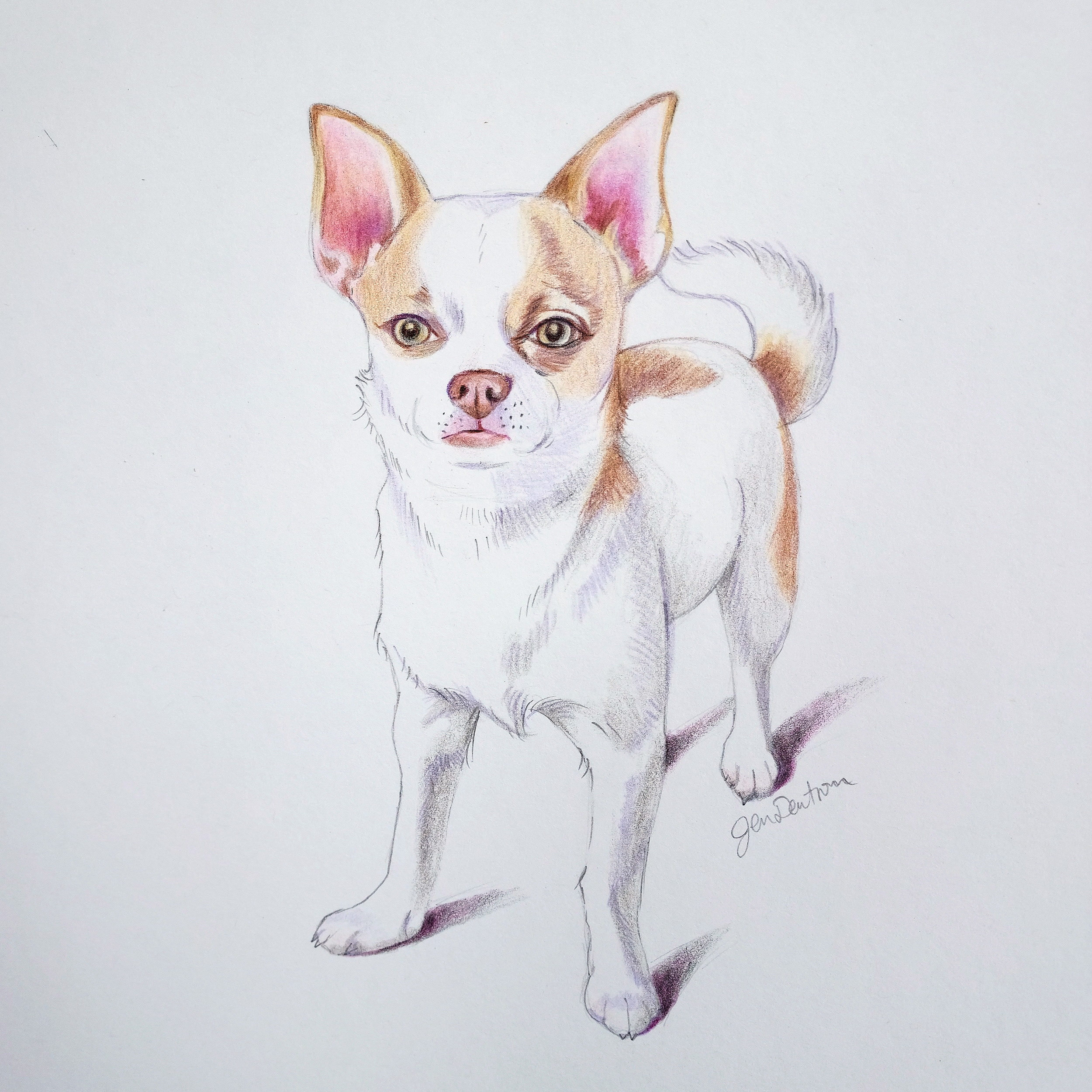 chihuahuaPrimary.png
