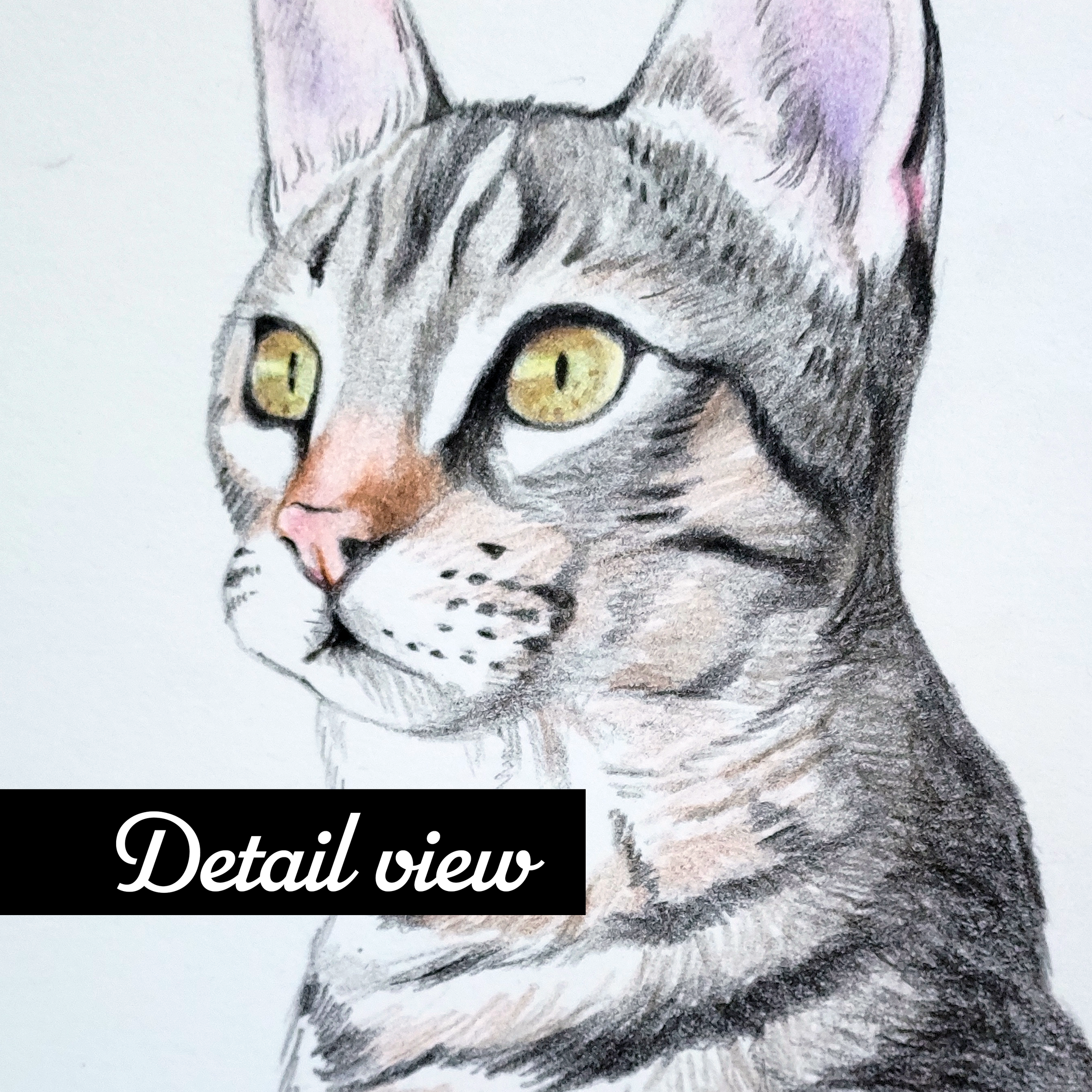 graycatdetail.png