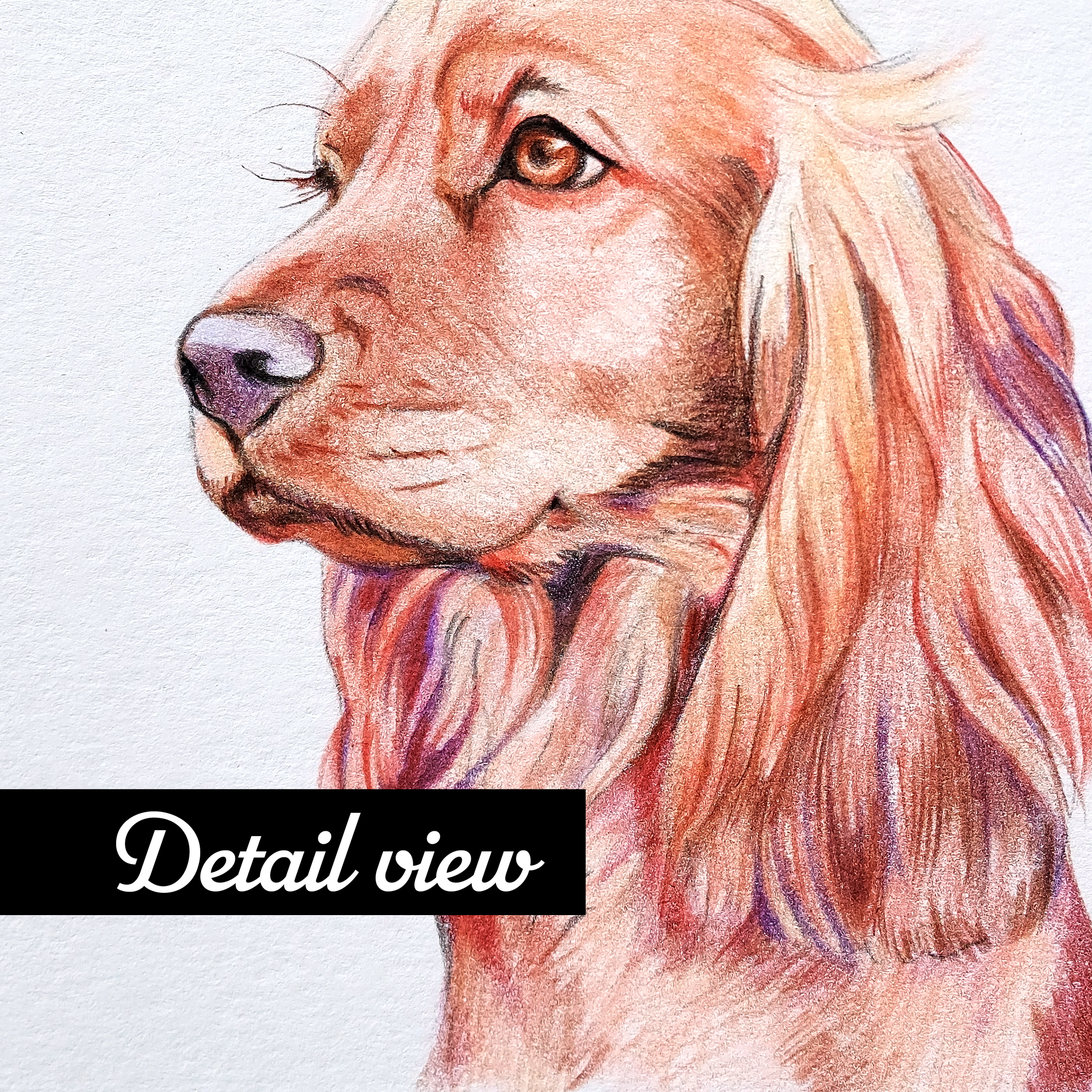 detailreddog.png