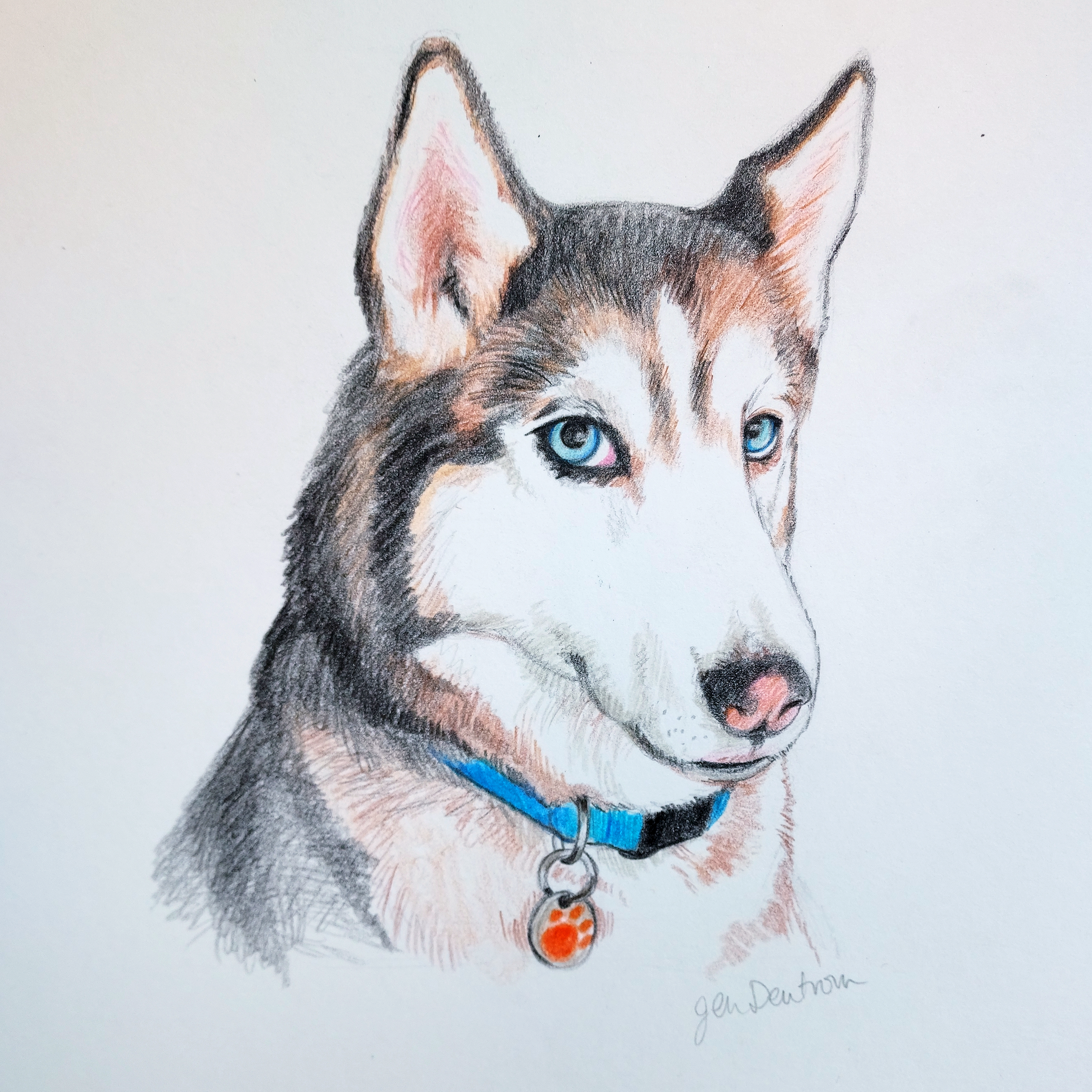 Primaryhusky.png