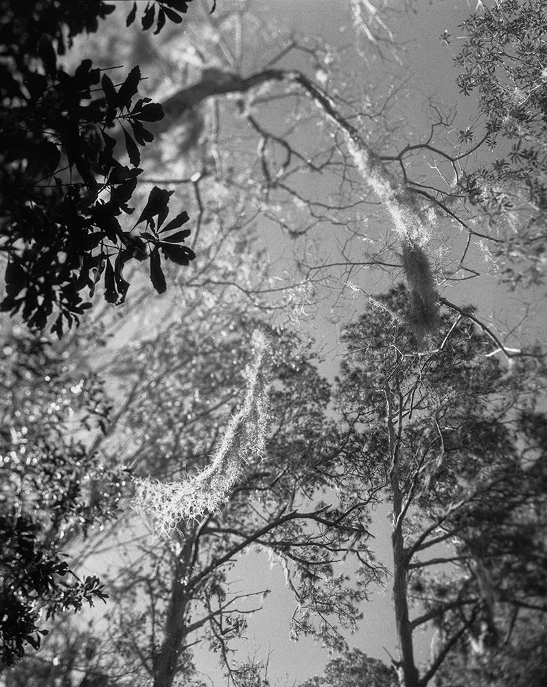 SC Neg003P.jpg