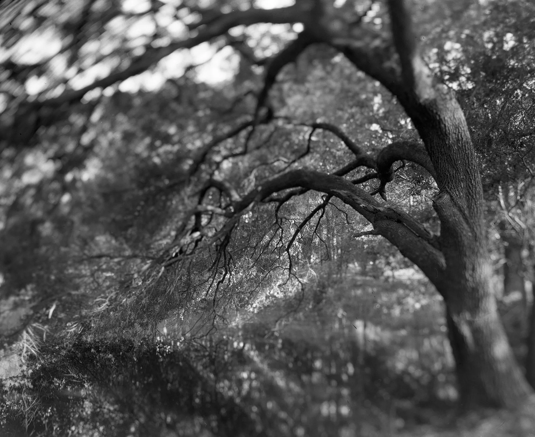 SC Neg041W.jpg