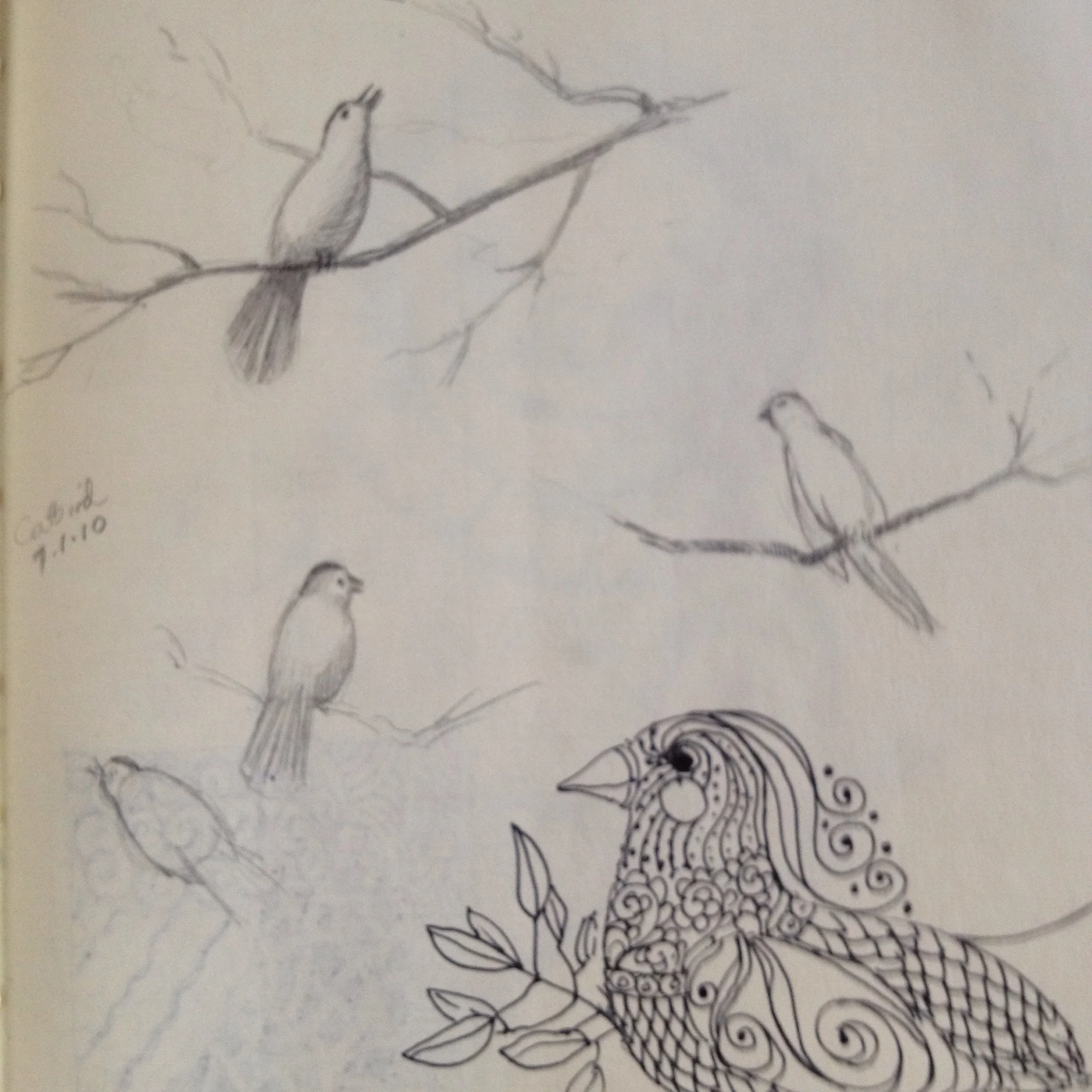 Bird sketches from life and imagination
