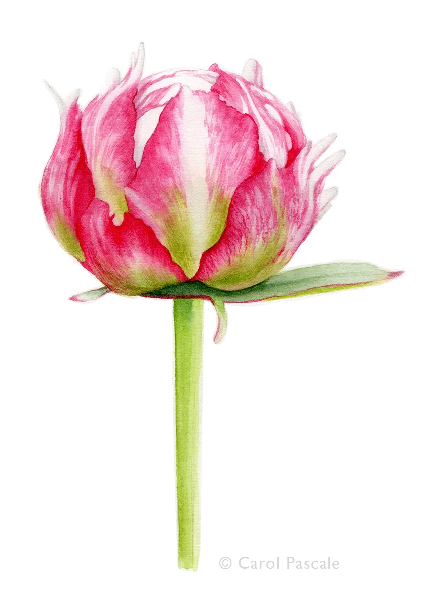 Peony