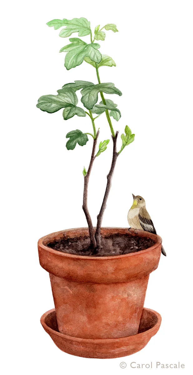 Fig Tree and Goldfinch