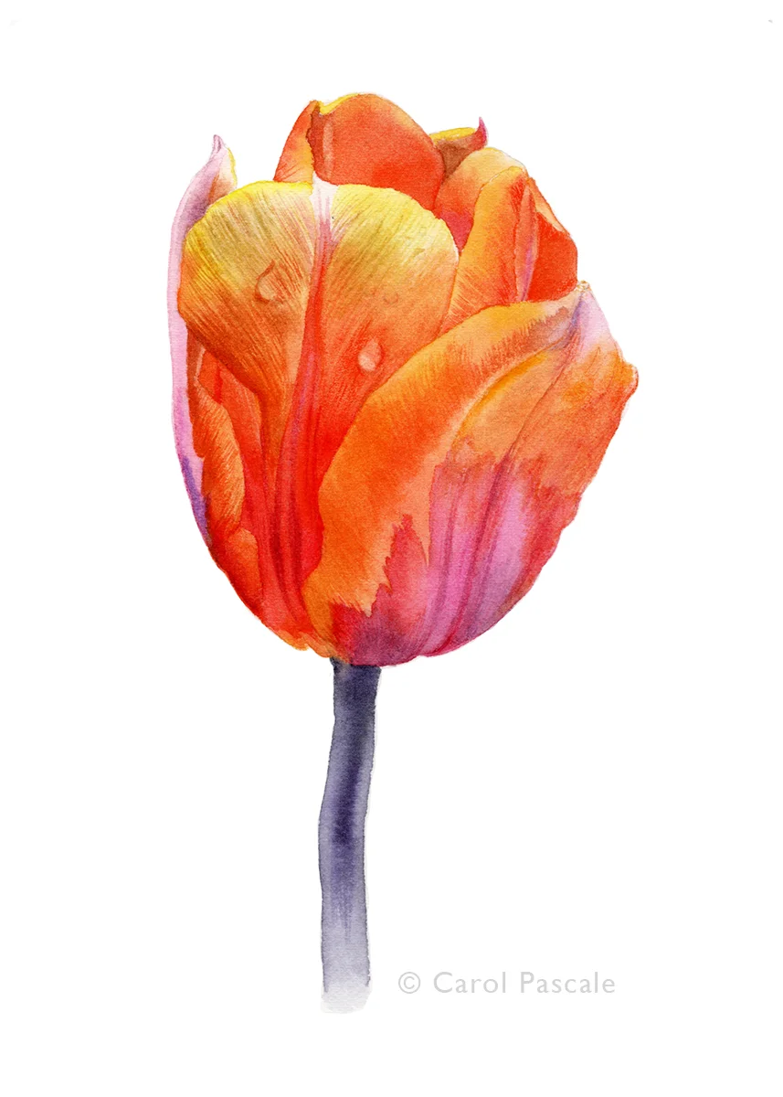 Tulip