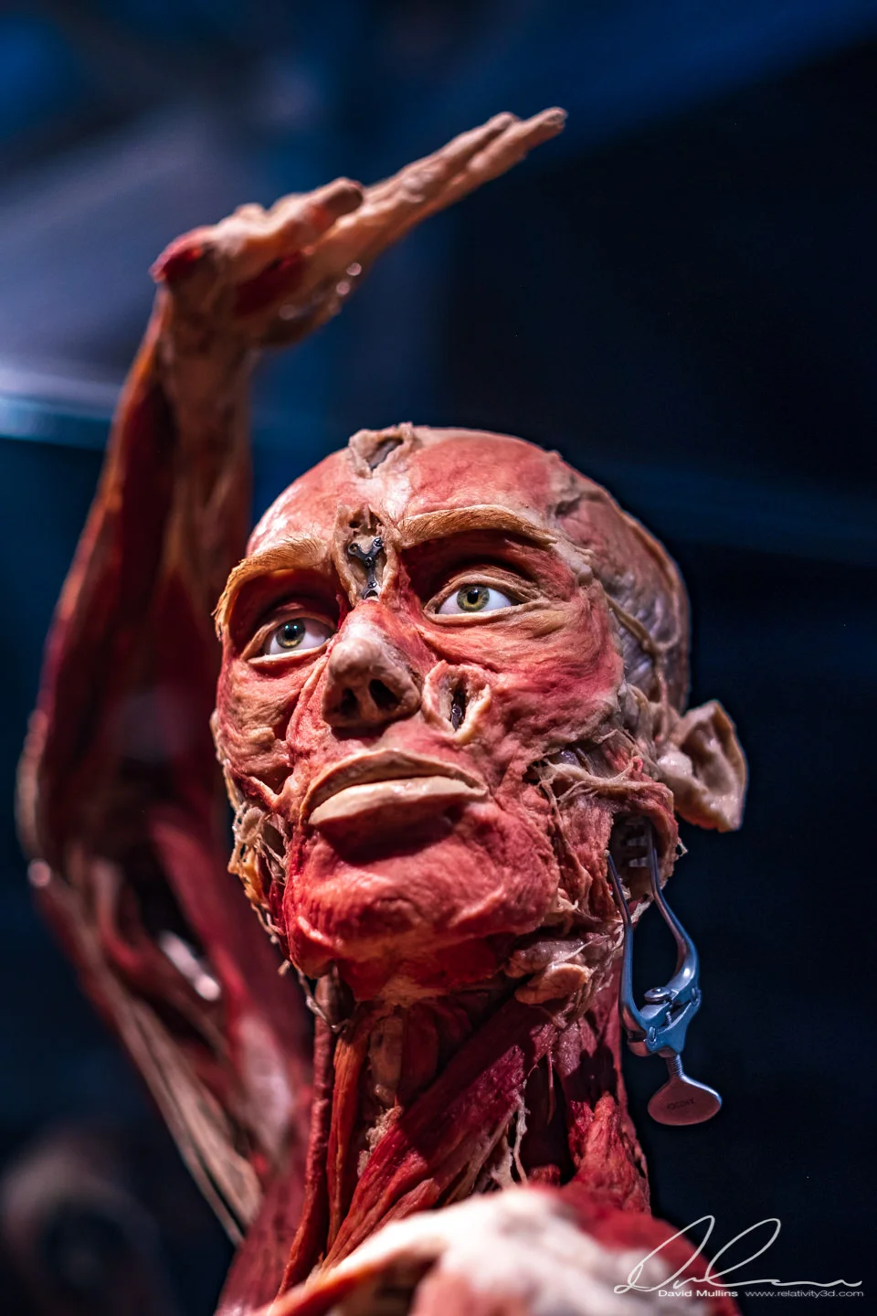 BODY WORLDS Vital-65.jpg
