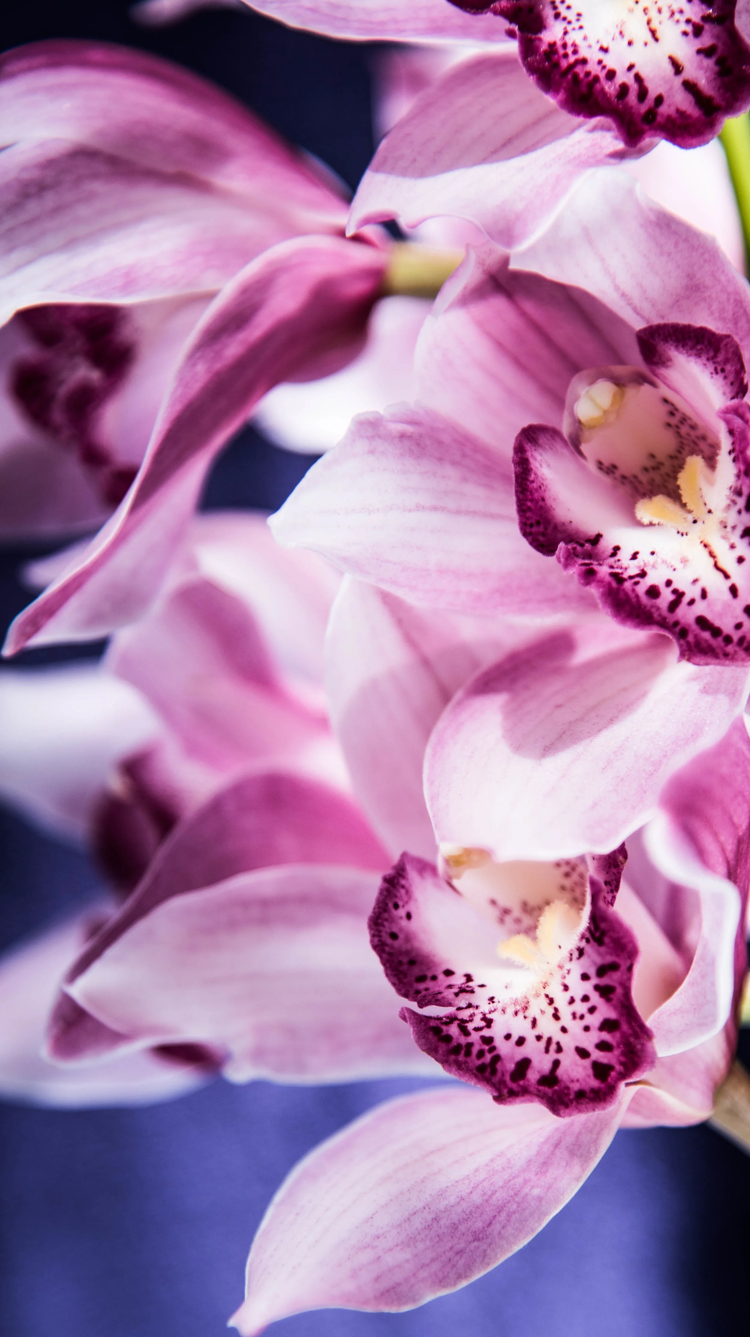 ROSE & IVY Journal Tom Ford Black Orchid Collection