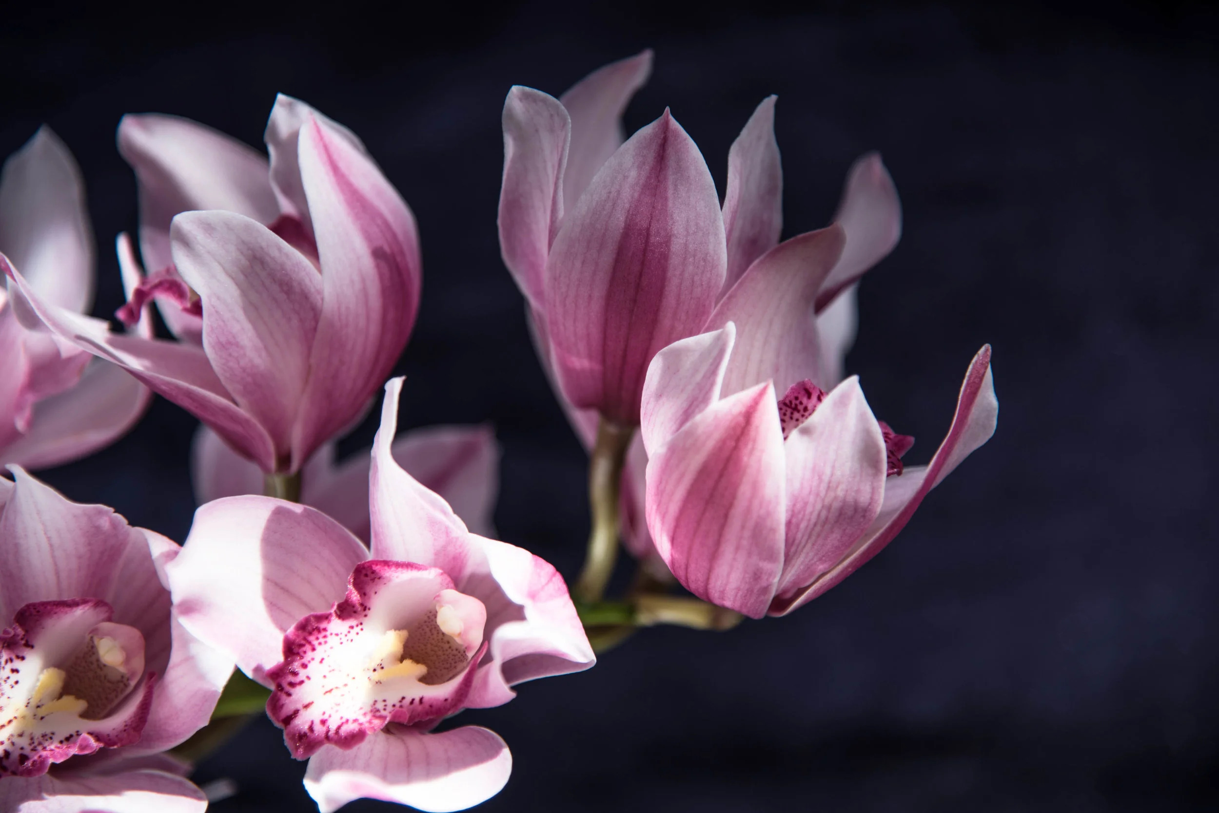 ROSE & IVY Journal Tom Ford Black Orchid Collection