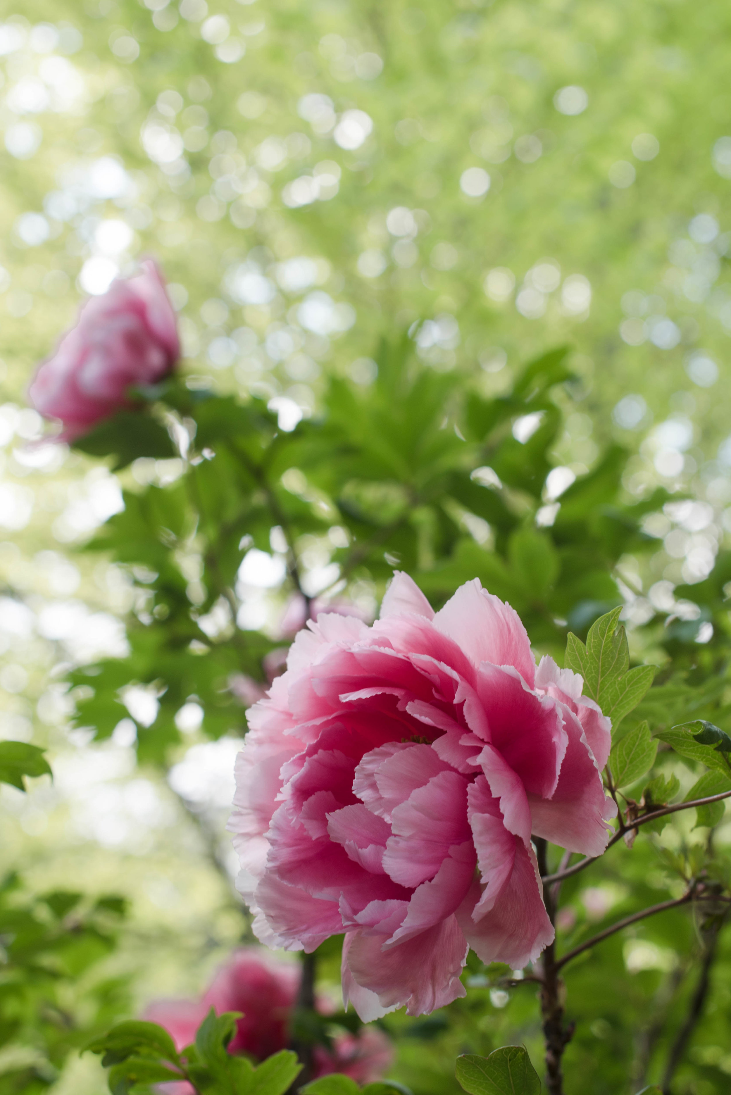 DSC_9726.jpg