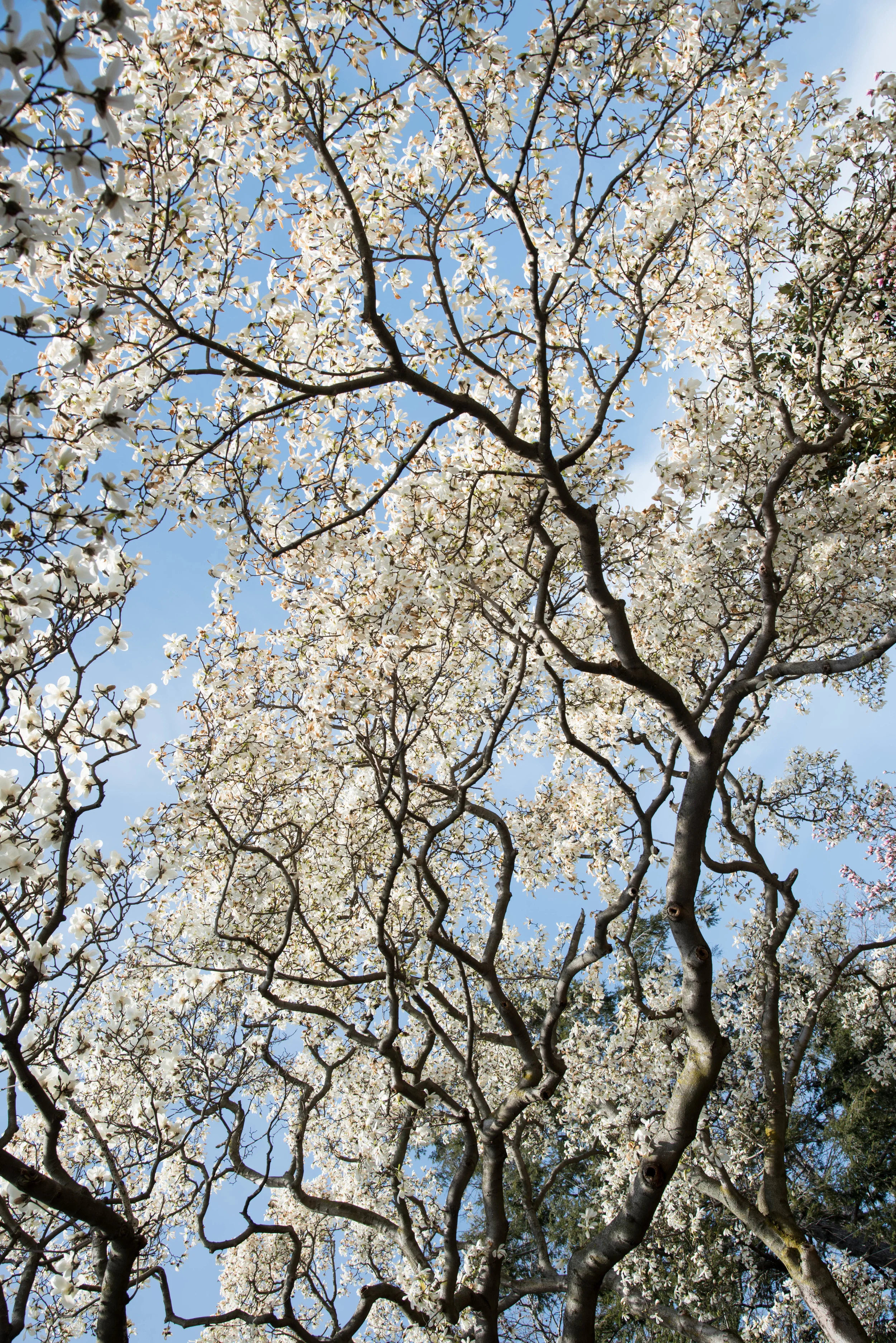 ROSE & IVY Journal The Magnolia