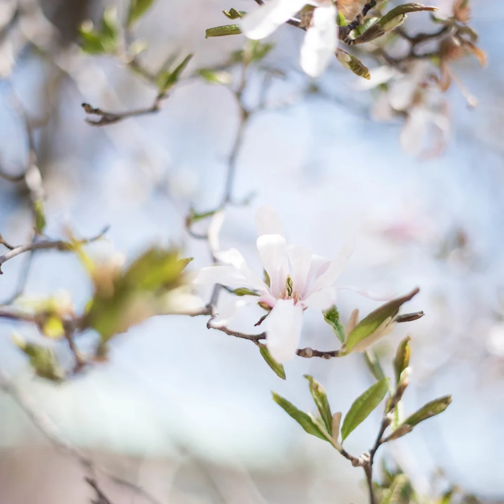 What to Do with an Idea?