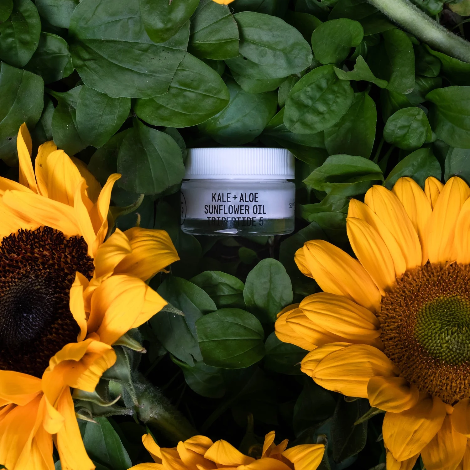 The Ingredient | Sunflower Oil 