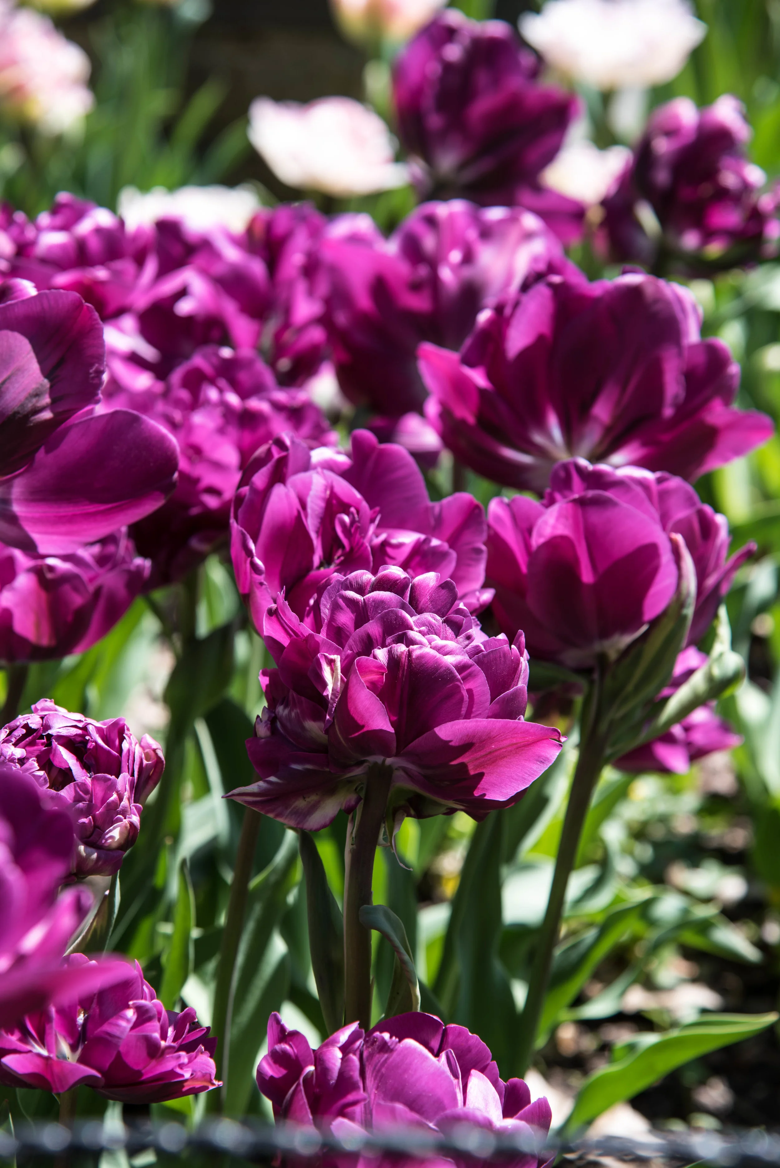 Prepping for a Beautiful Spring