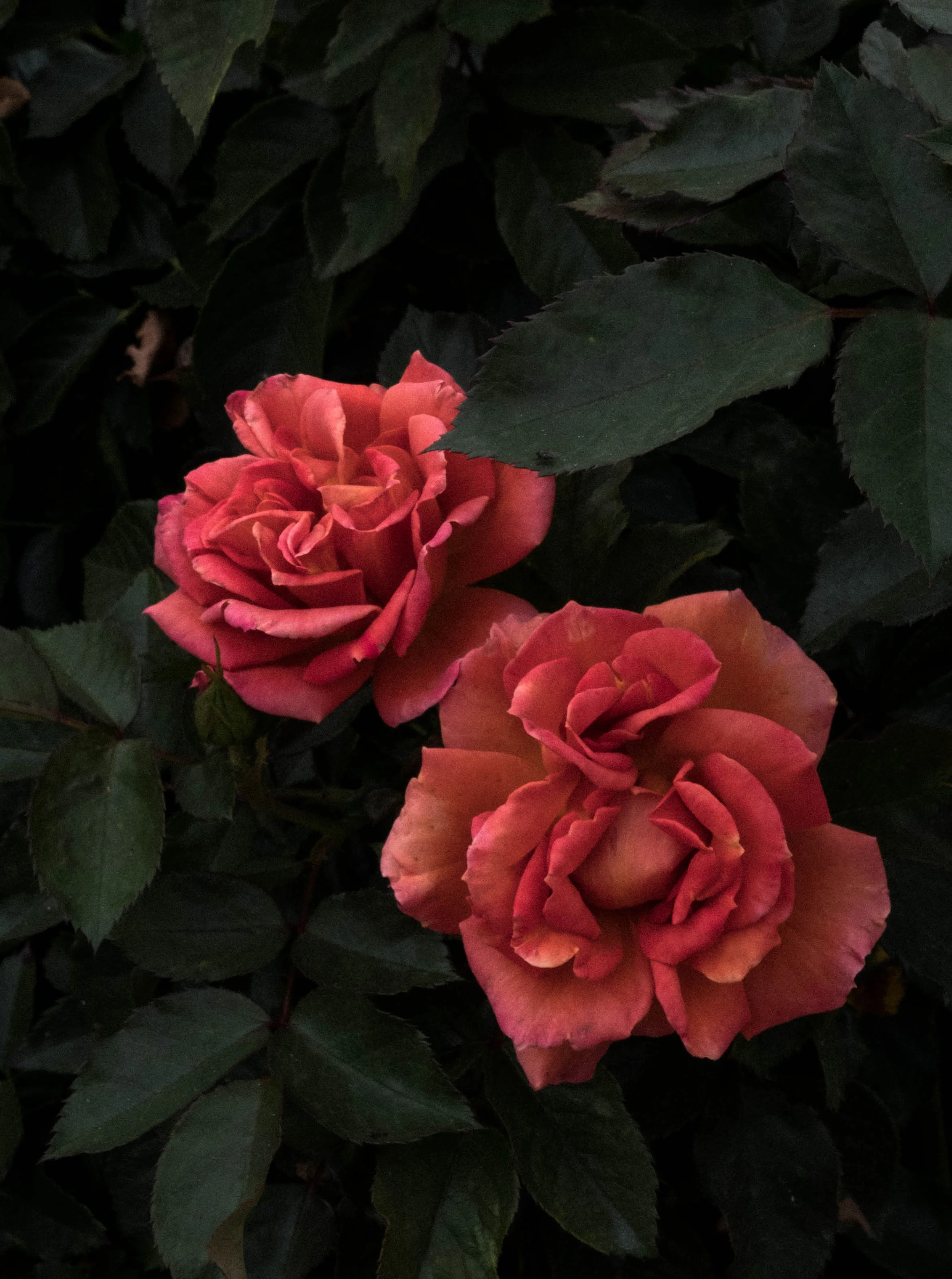 Happy Not Perfect | A Conversation with Poppy Jamie 