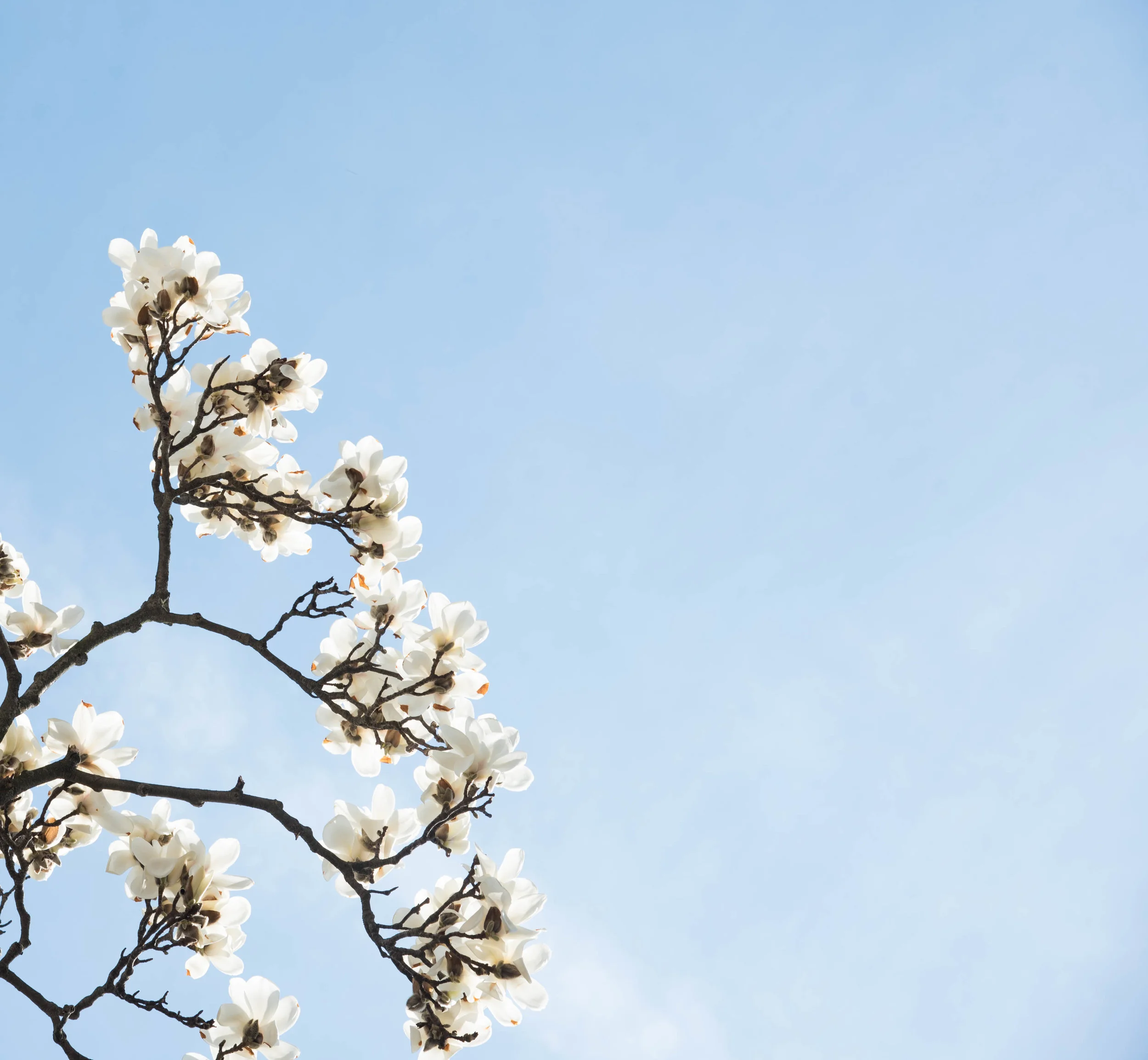 In Bloom | The Magnolia 