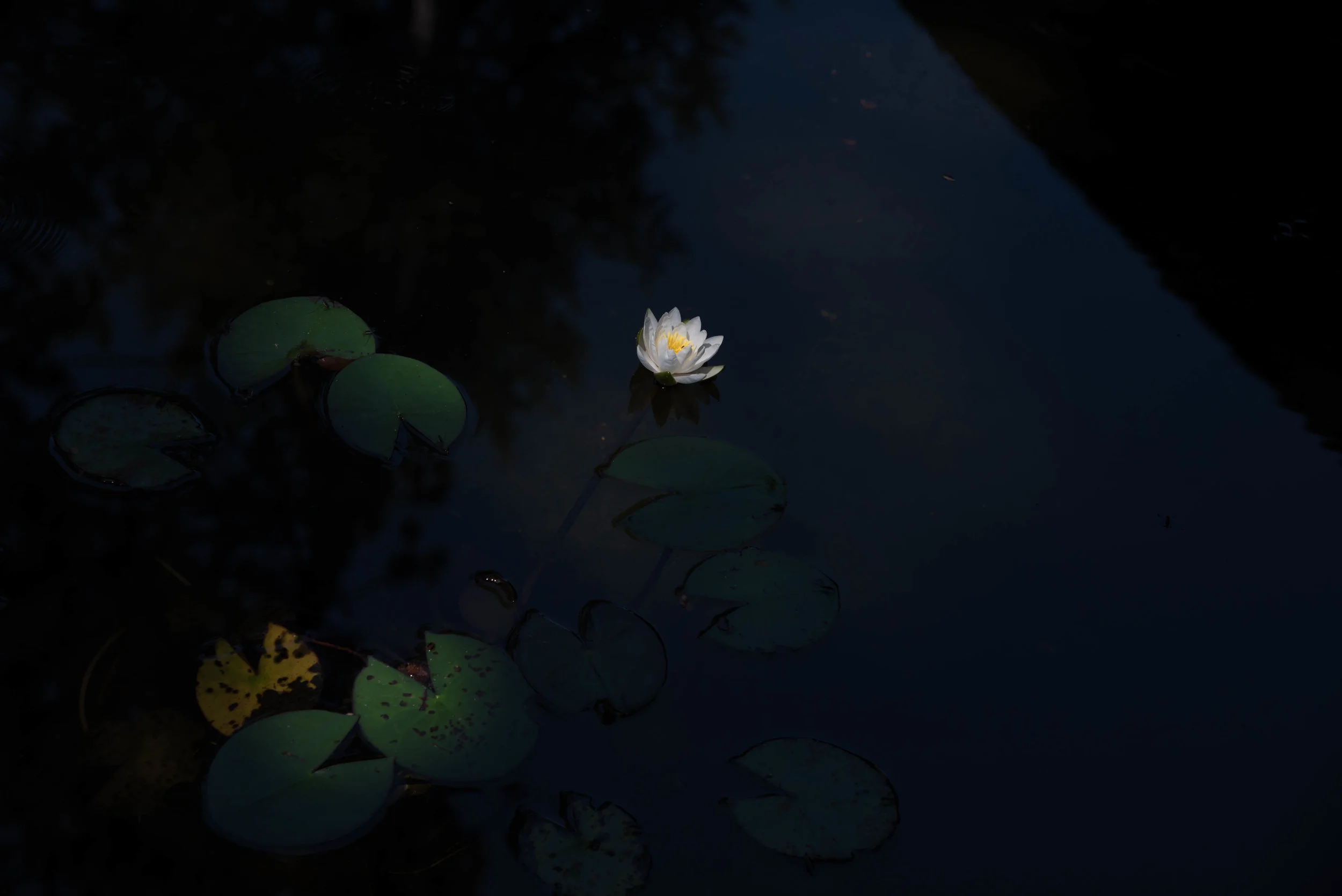 Water Lilies | A Photo Study