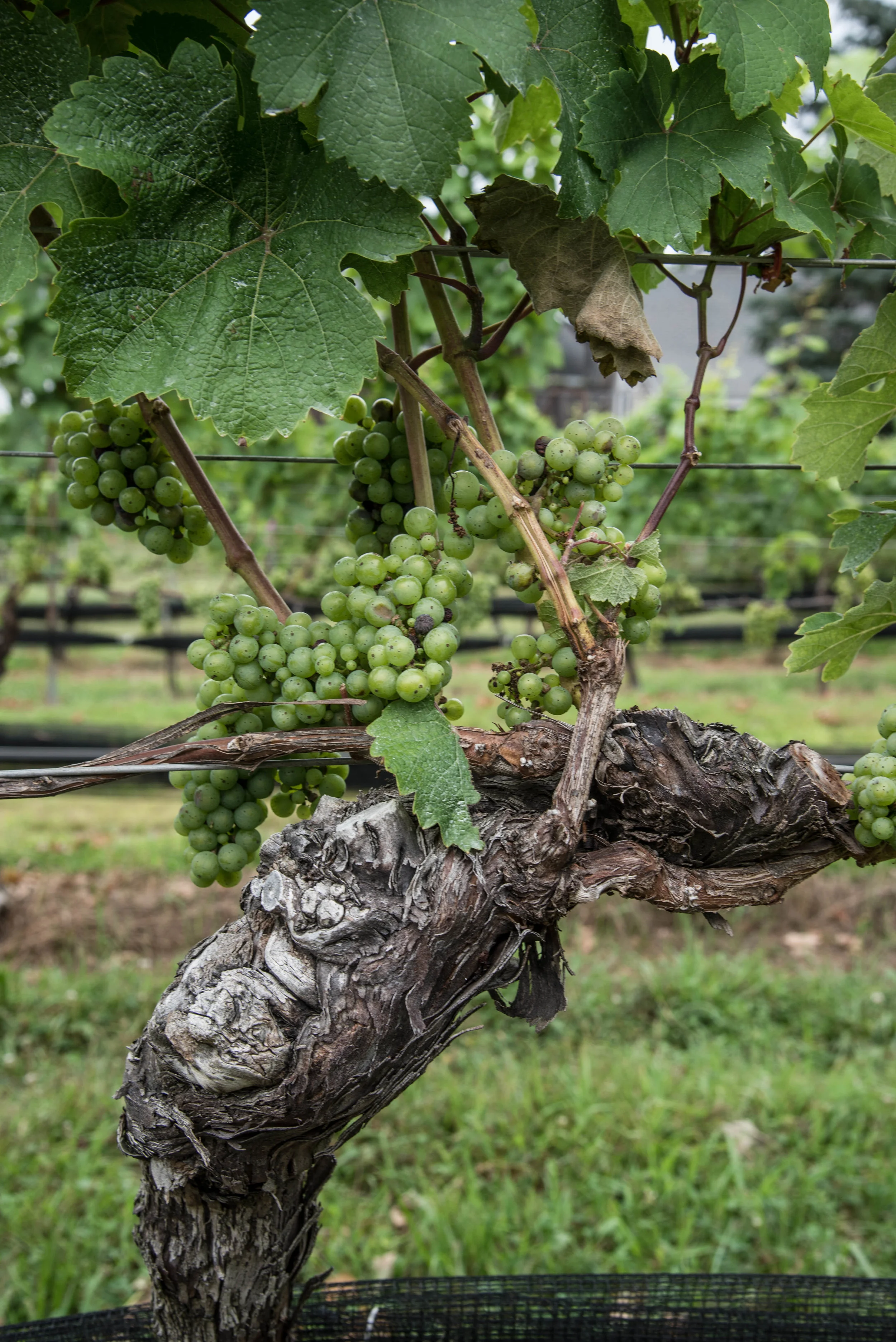 R&I Travels | Summer Escape to the North fork, Long Island