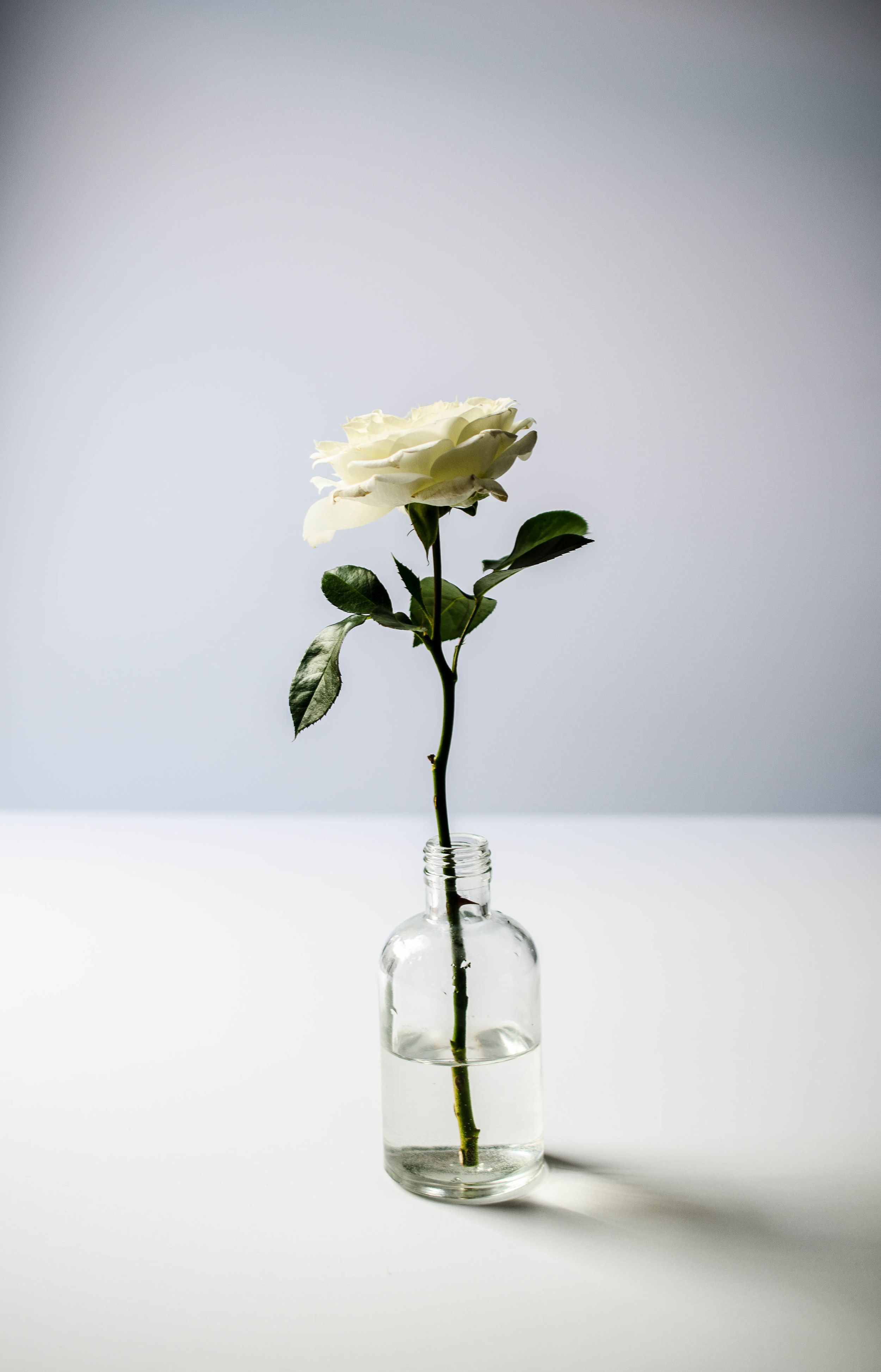 The Story Behind the ROSE &amp; IVY Name