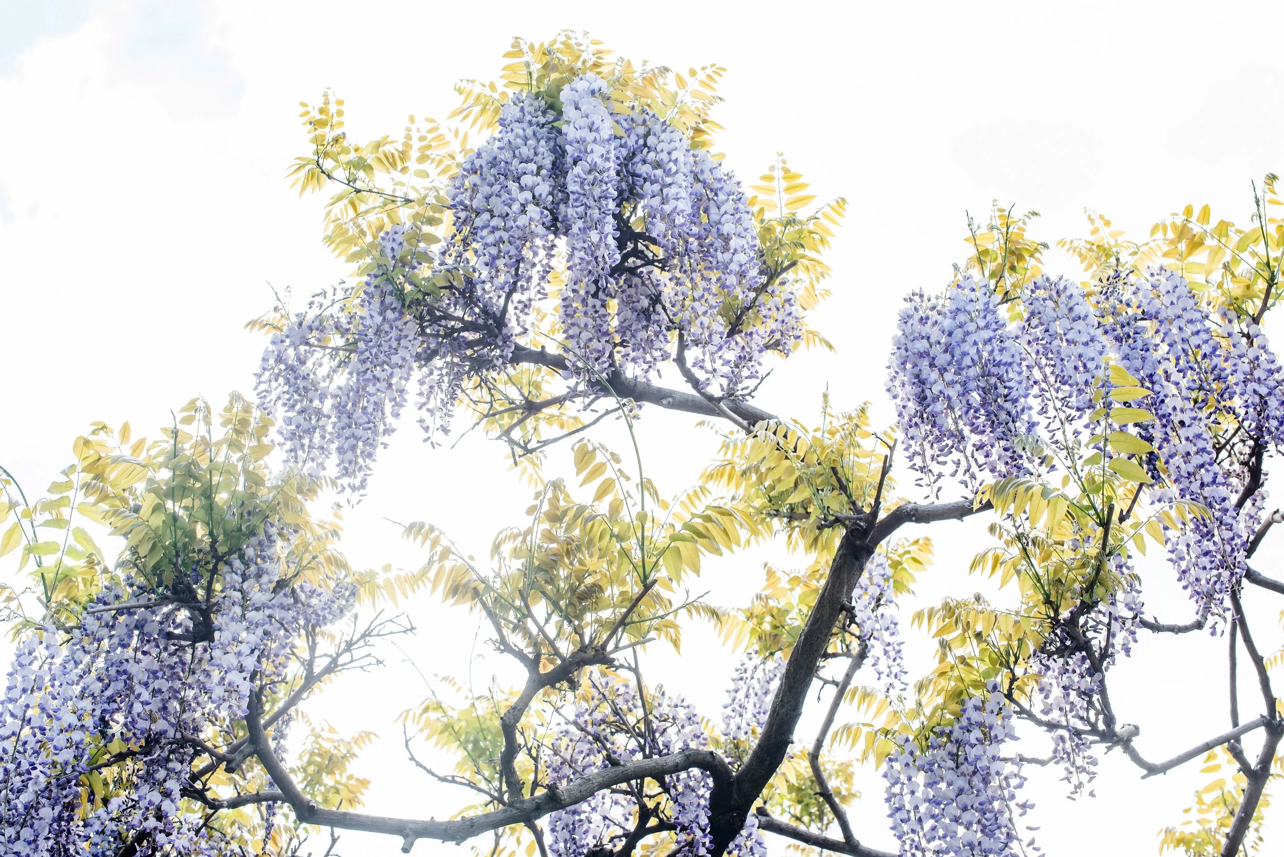Tumbling Wisteria | A FLORAL SERIES 