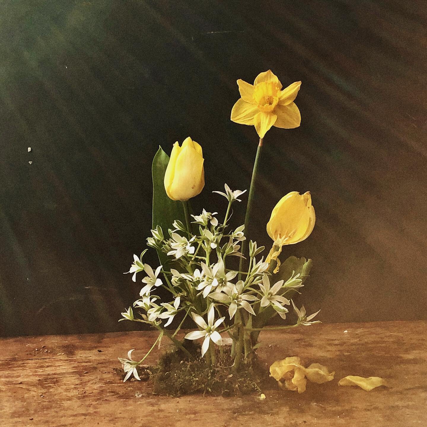 Springing forward✨ photography by @ace_creativestudio #roseandivyjournal #springflowers #stilllife #flowersofinstagram #flowerlover