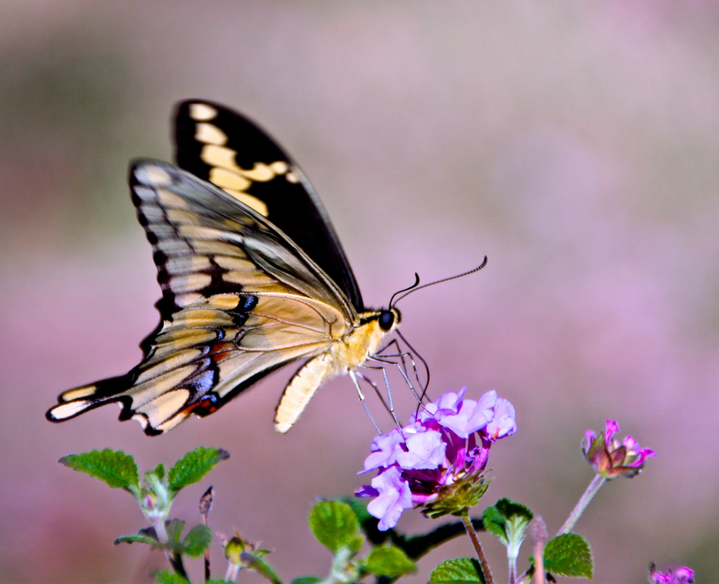 Butterfly- Papilio Crespontes.JPG