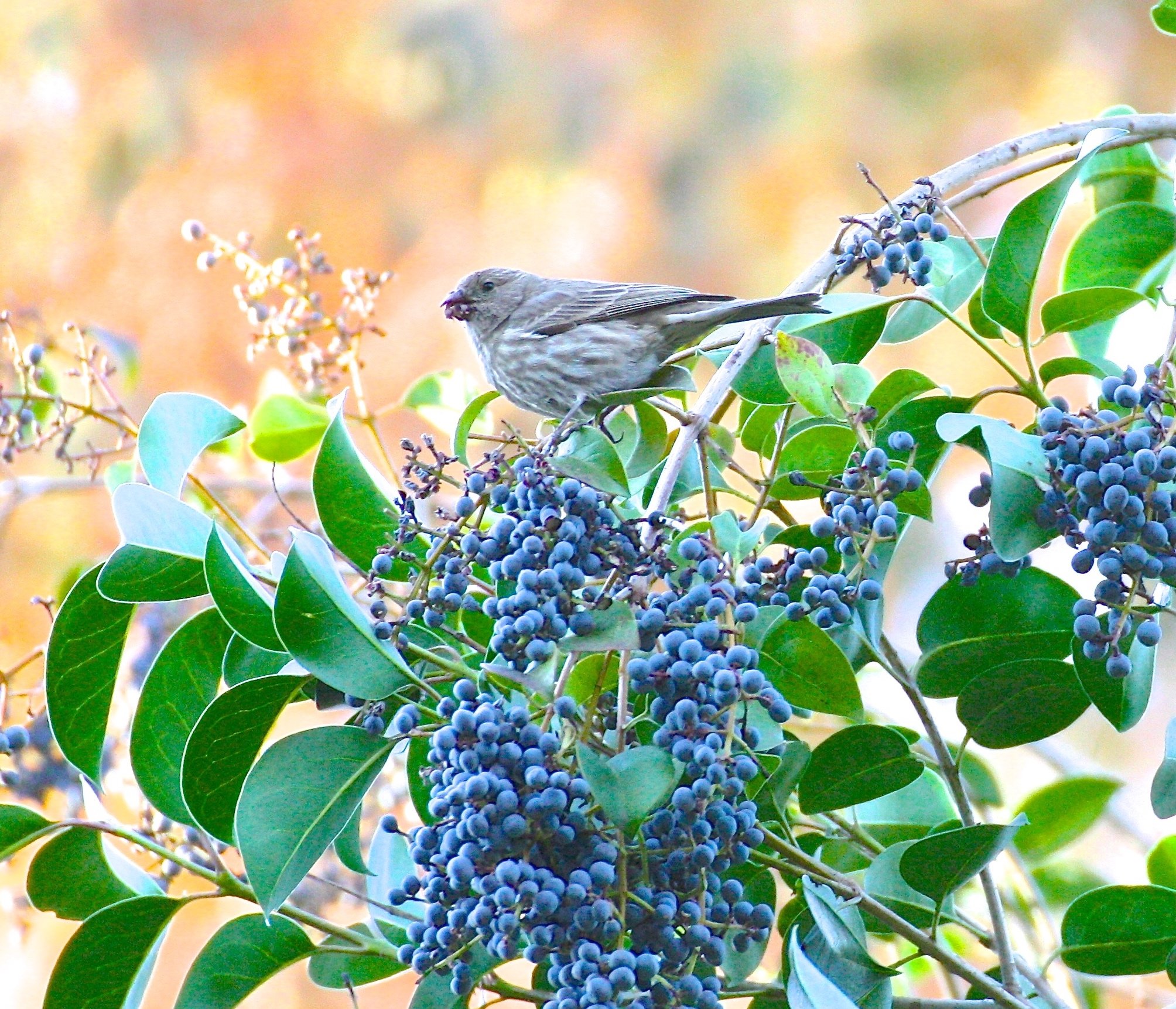 Bird.JPG