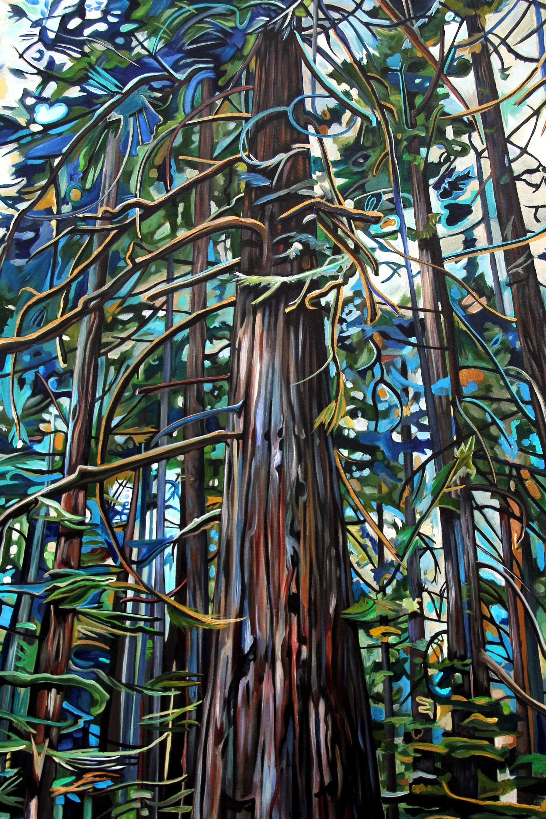 24x16 Stand Tall Cedar Tofino Rain Forest IMG_8322.JPG