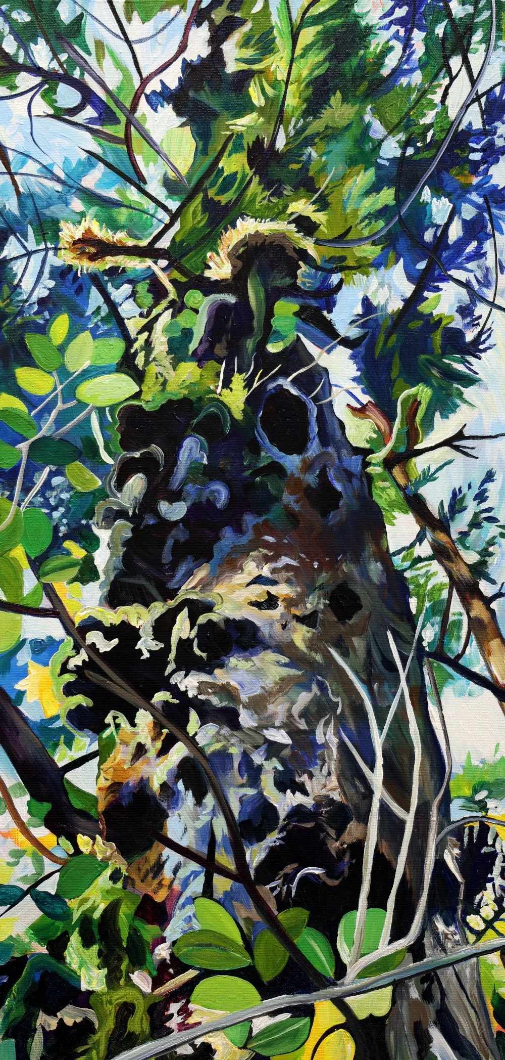 Seaside Old Growth (2026) 24x12 acrylic on canvas by Taralee Guid (low res).JPG