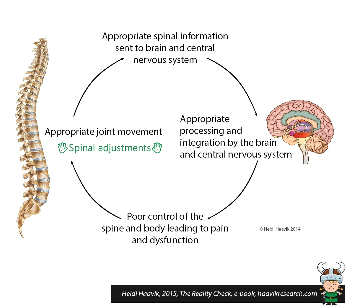 The Brain- Body Connection