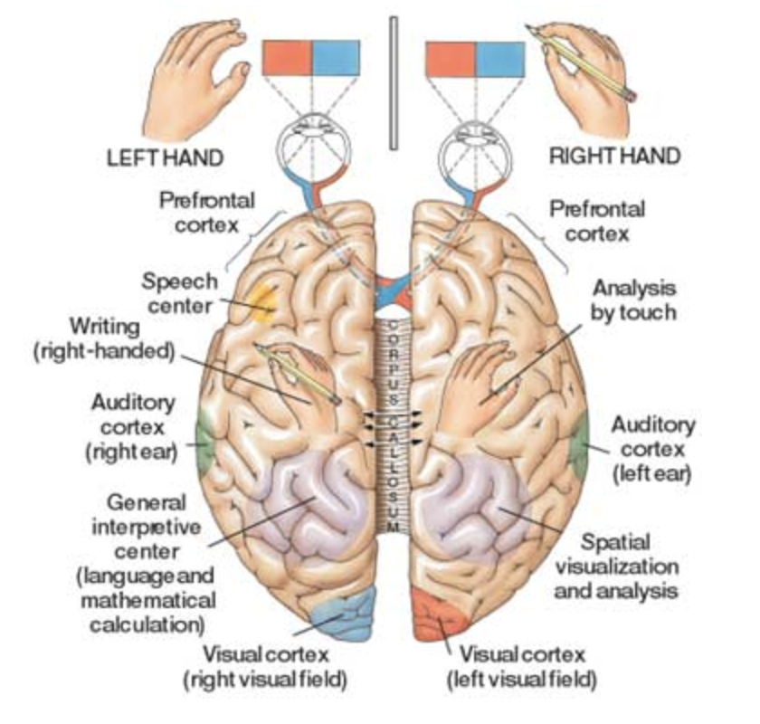 Зрение полушария мозга. Межполушарное взаимодействие мозг. Функциональная межполушарная асимметрия. Межполушарная асимметрия мозга и межполушарное взаимодействие. Функциональная асимметрия полушарий мозга.