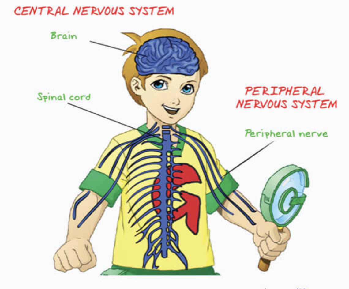 Spinal brain. Нервная система ребенка. Нервная система человека для детей. Центральная нервная система человека. Нервная система человека рисунок.