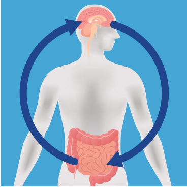 gut-brain link at chiro connect