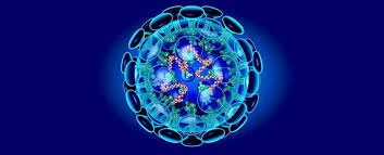 Chiropractic and your Immune System