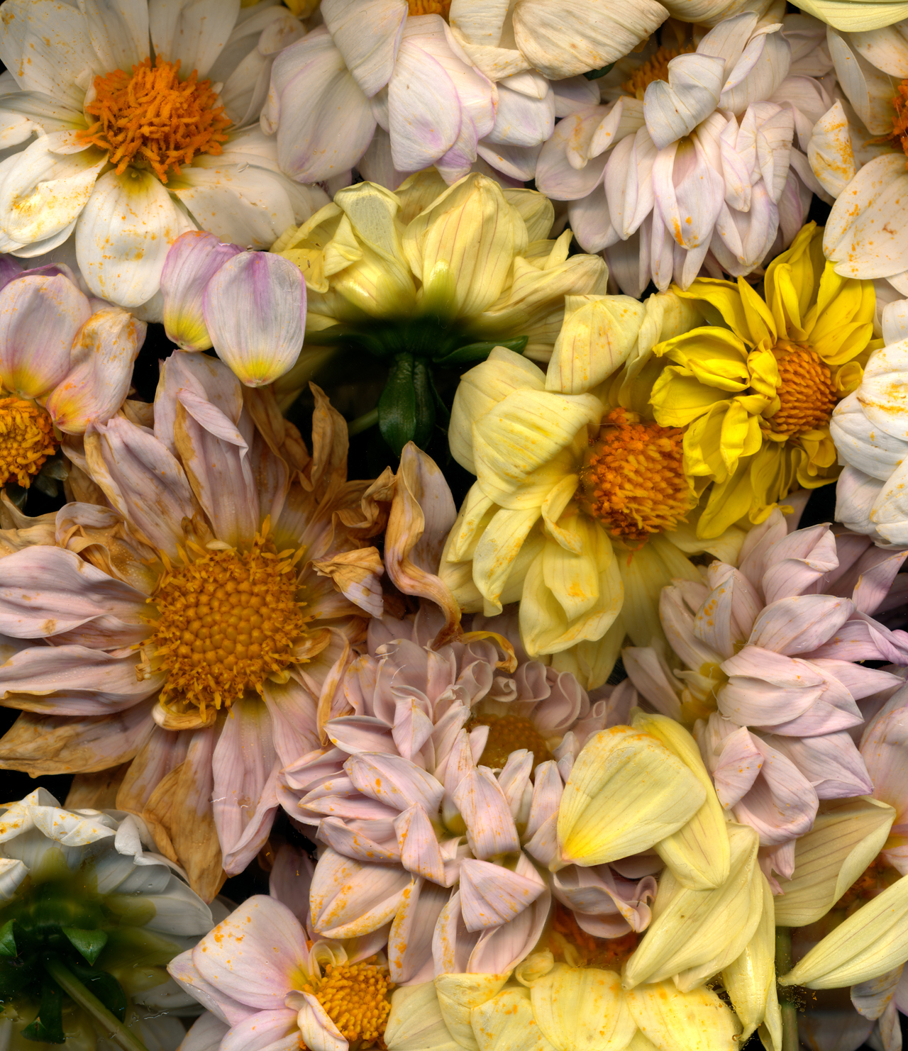 flowers1.jpg