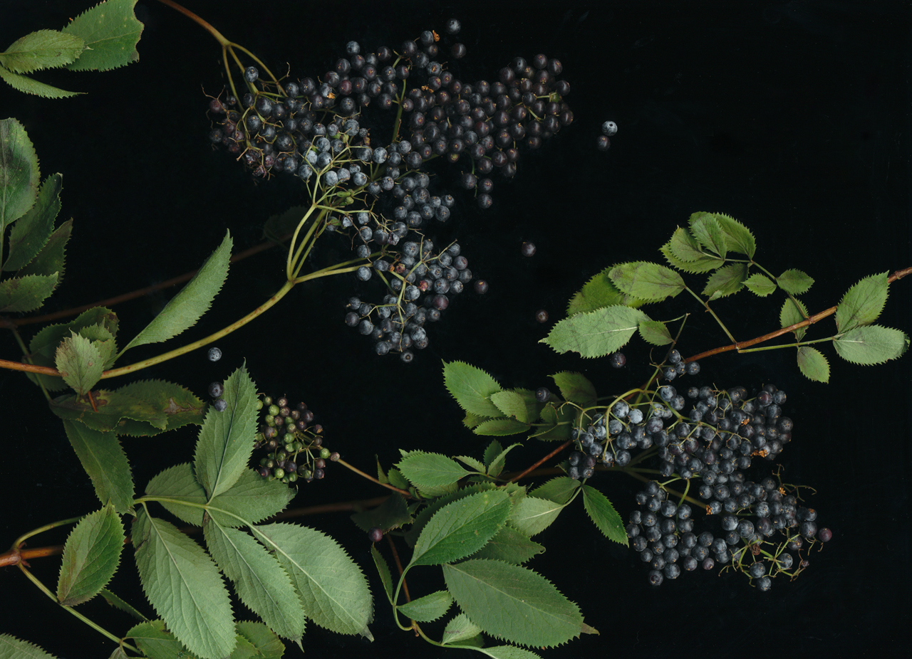 Scanography_Elderberry_1280.jpg