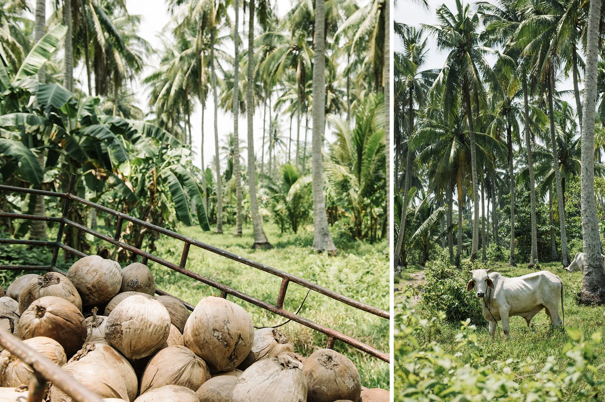ONE Coco Water Selects_coco cart and cow.jpg