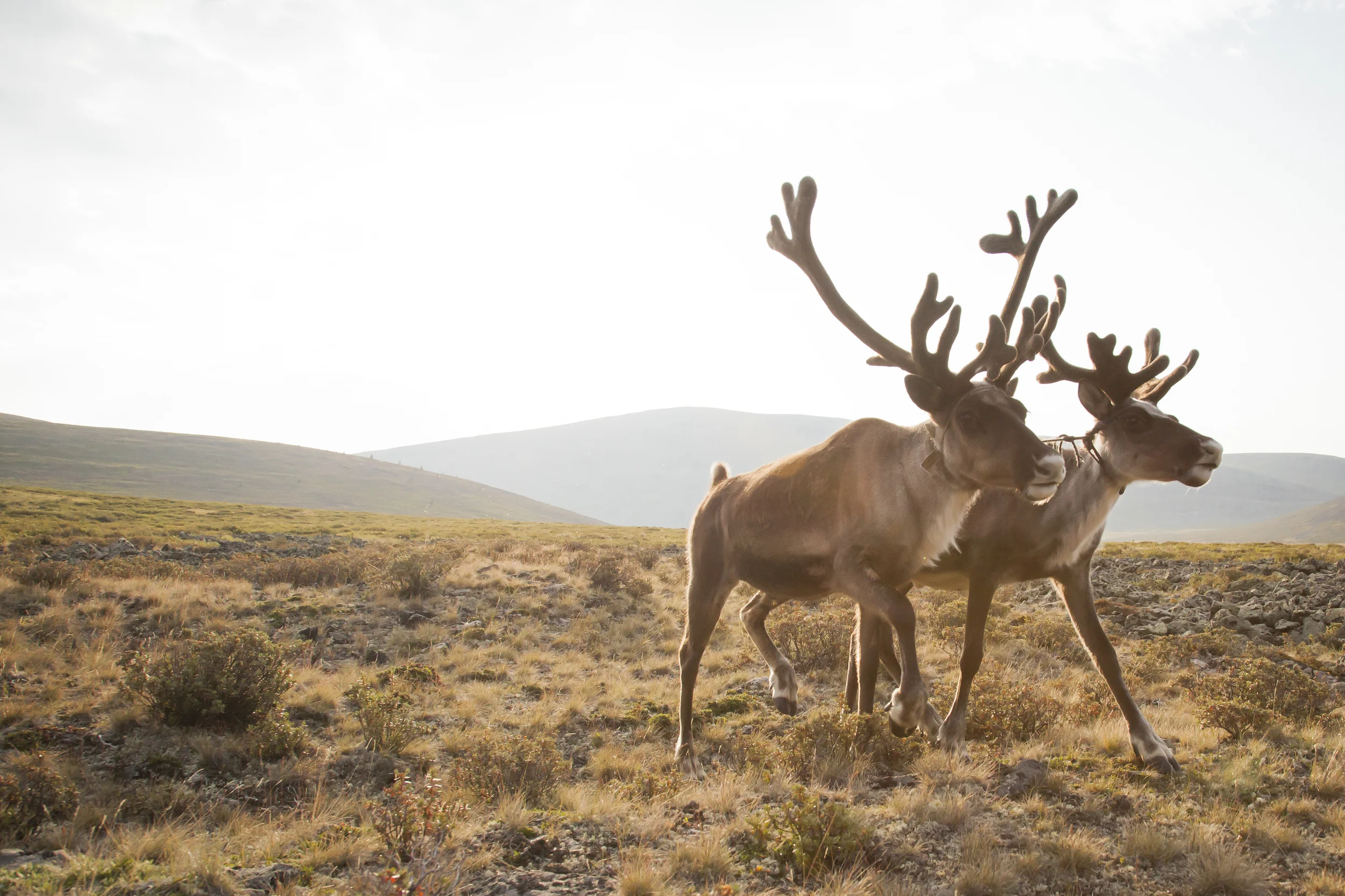 201406123 Reindeer herders_1413.jpg