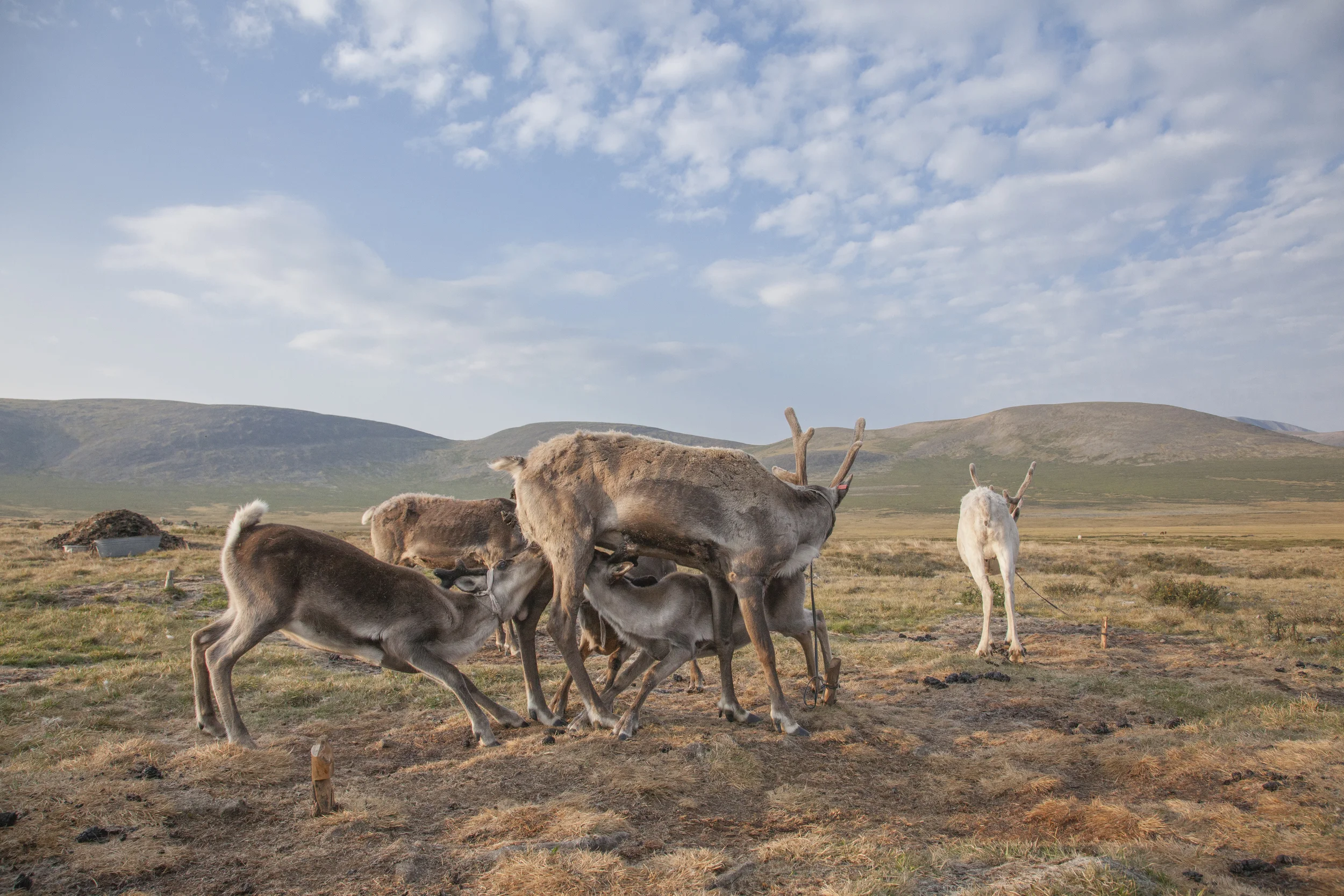 201406123 Reindeer herders_1351.jpg